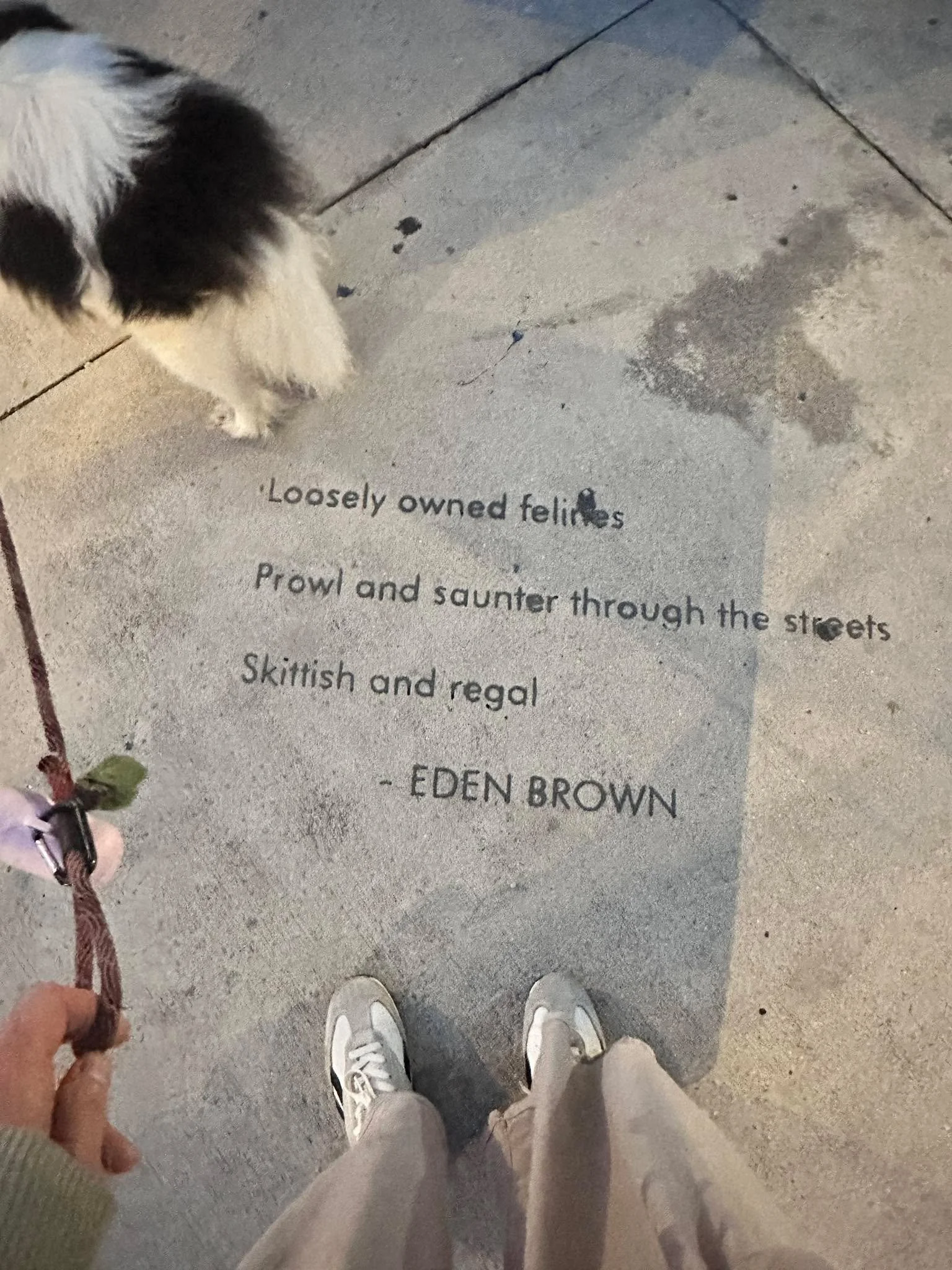 Cat poem with dog butt. Heard but not seen: Many crowing roosters. 🧡 🐱 🐶 ✍️ 🐔 

#artinpublicplaces #bahamavillage #EdenBrown #walkswithmydog #walkswithGigi #lovewhereyoulive #floridakeysartscouncil #gratefulheart #TheLoftsatBahamaVillage #AHMonro