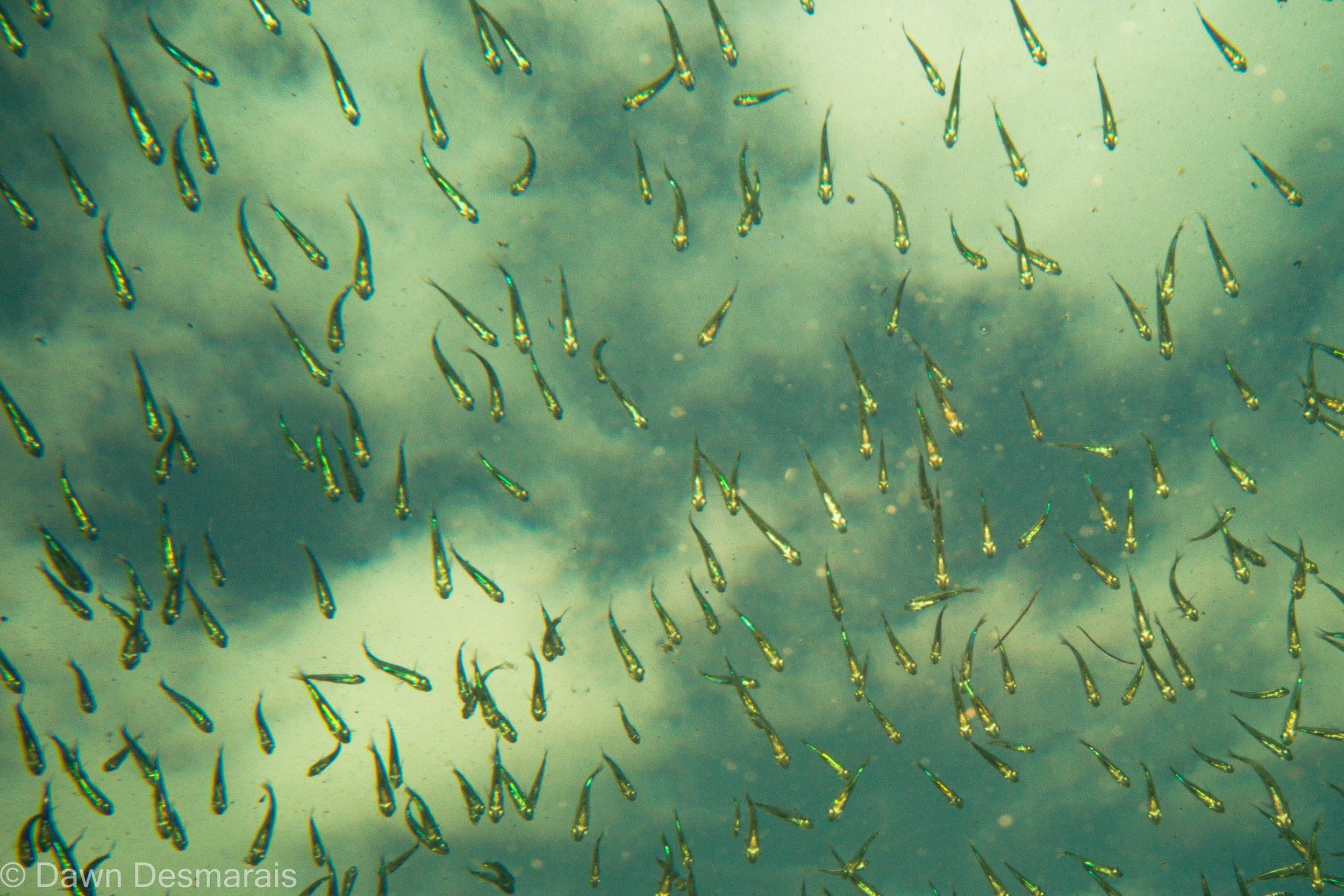 Underwater view of a large school of small fish swimming in clear water.