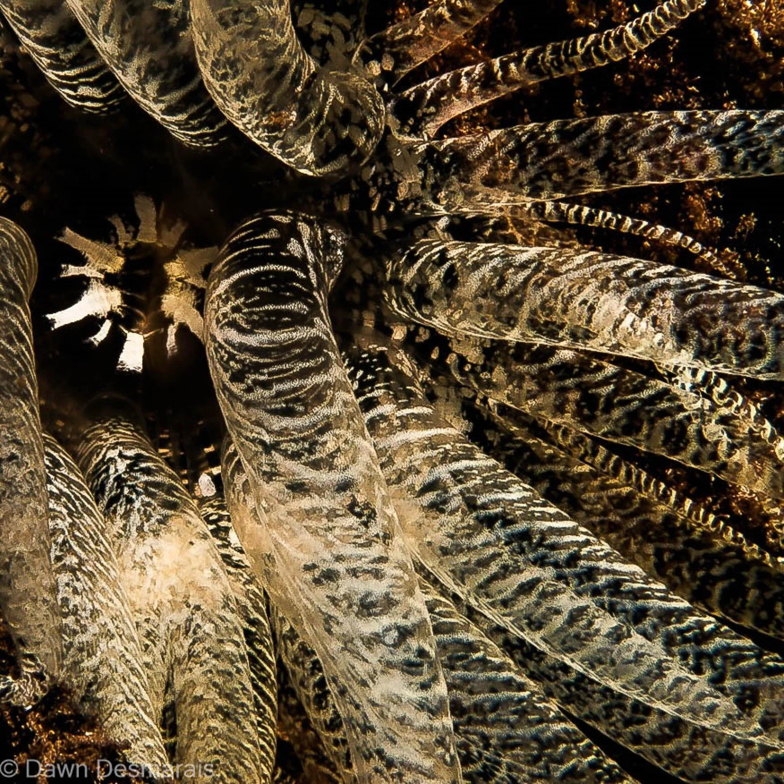 Corkscew Anemone / Bartholomea Annulata