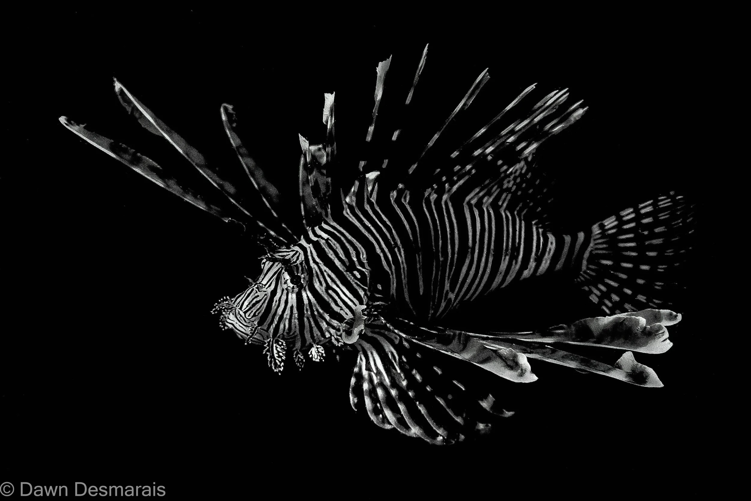 Black and white photograph of a lionfish with striped patterns against a black background.