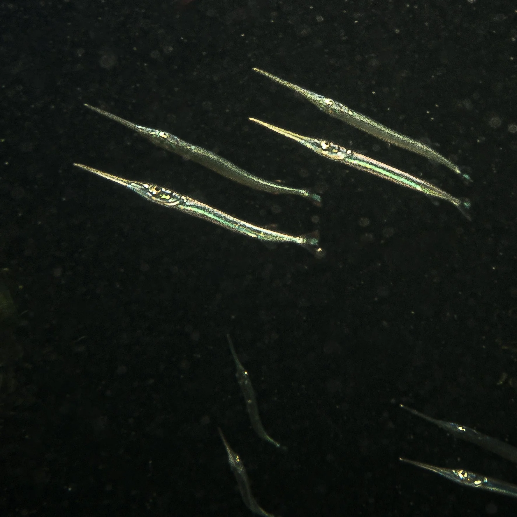 Several needlefish swimming in dark water