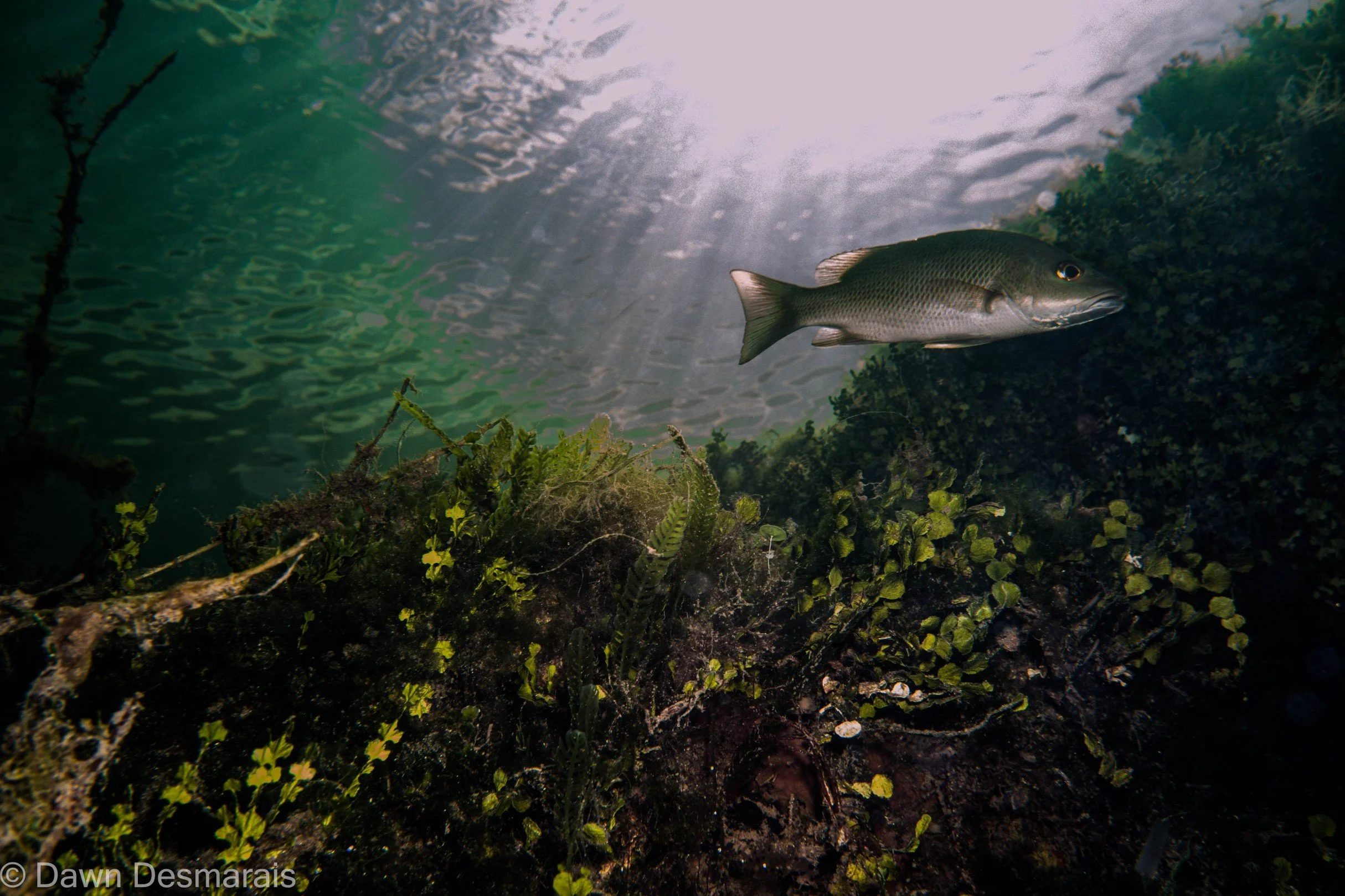 Grey Snapper / Lutjanus greseus.