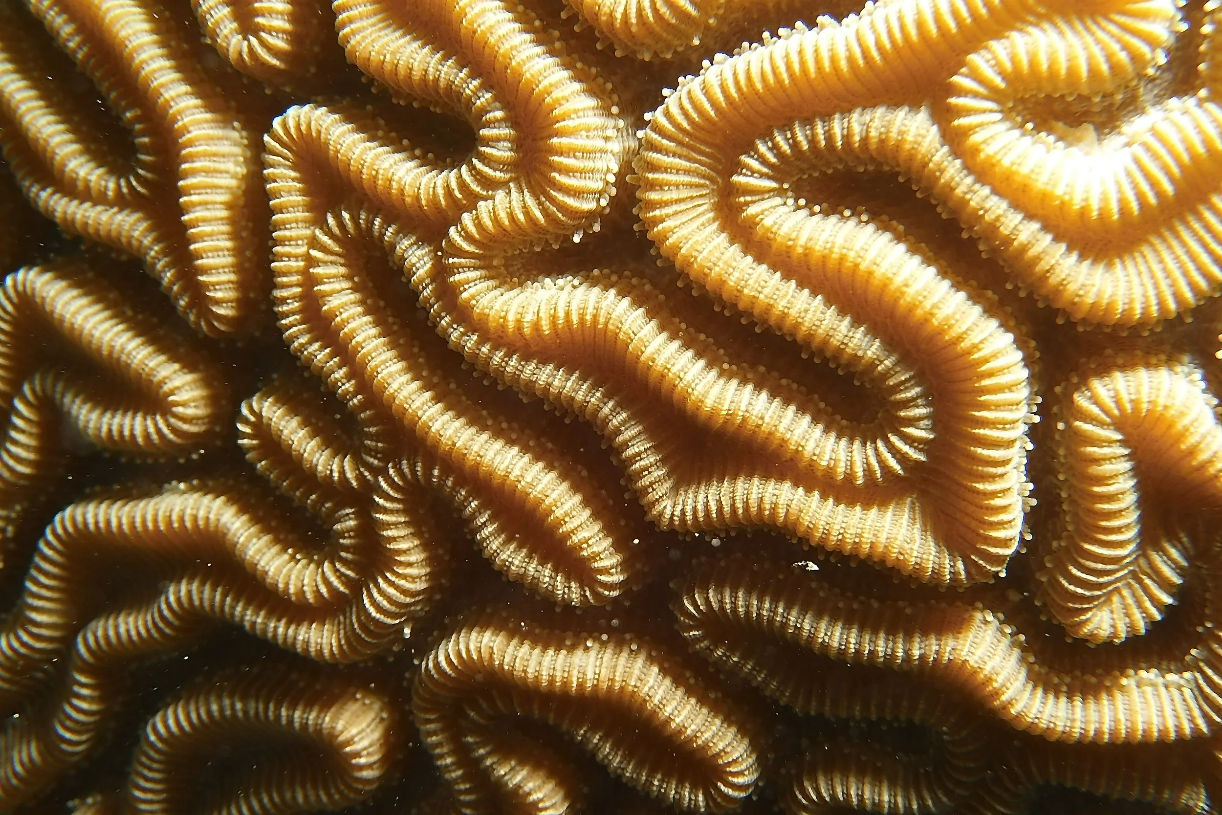 Close-up view of brain coral with intricate patterns and ridges