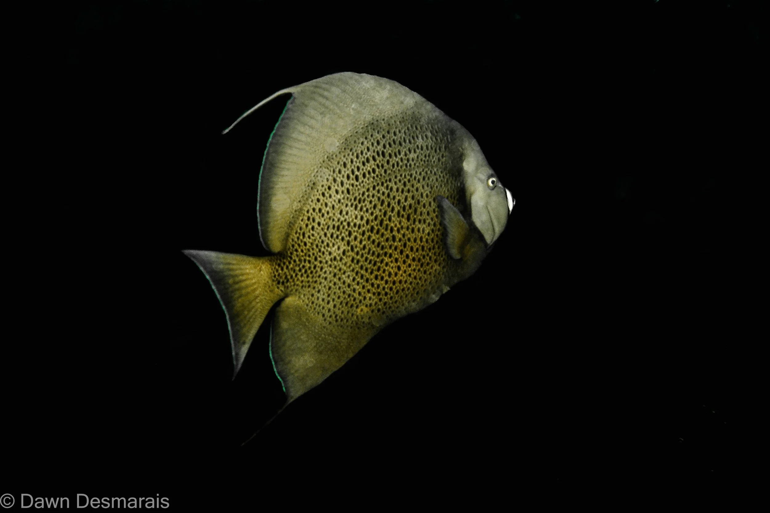 Grey Angel / Pomacanthus arcuatus.
