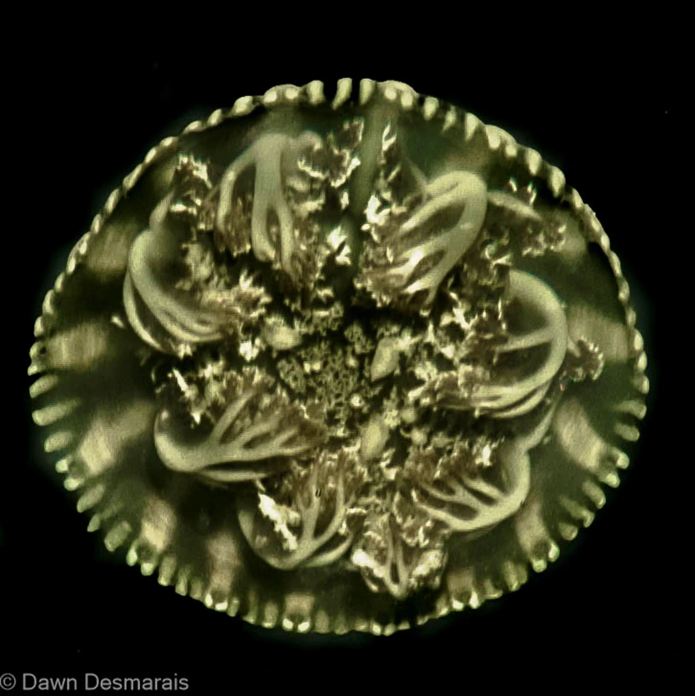 Mandala / Casseopia frondosa.