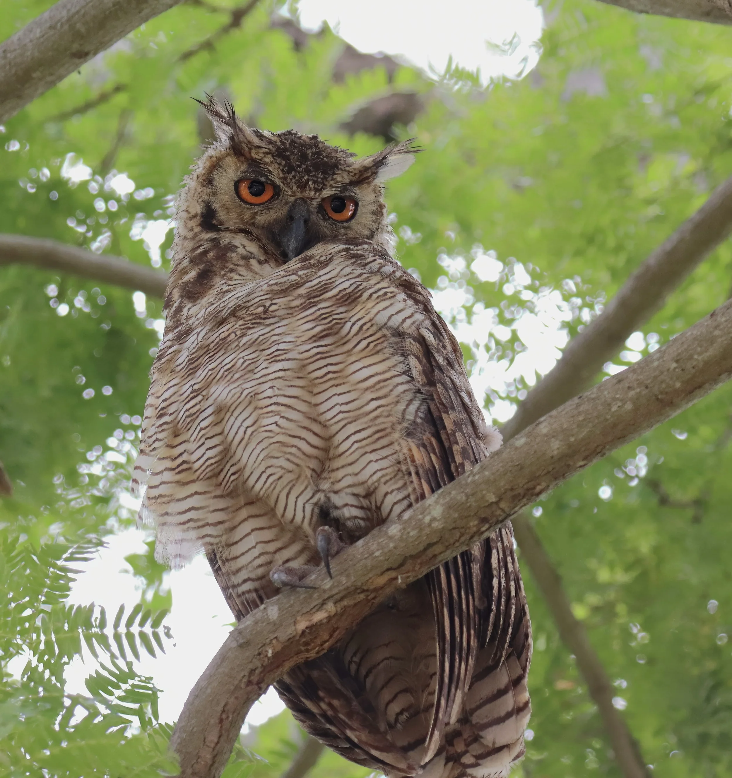 cracker 2 IMG_8762-sharpen-lighting-upscale-2x.jpeg