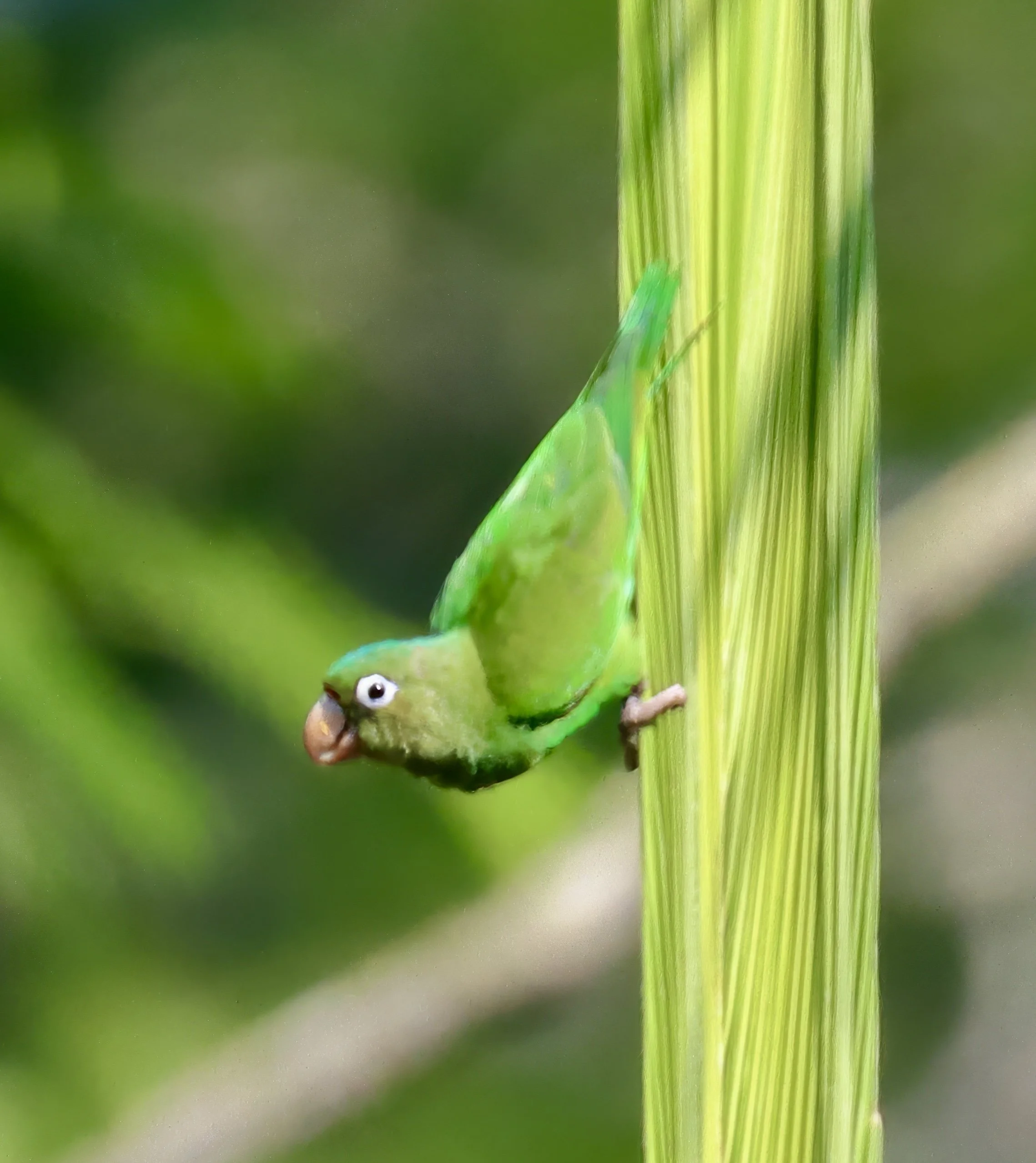 vg IMG_0871-sharpen-upscale-2.5x.jpeg