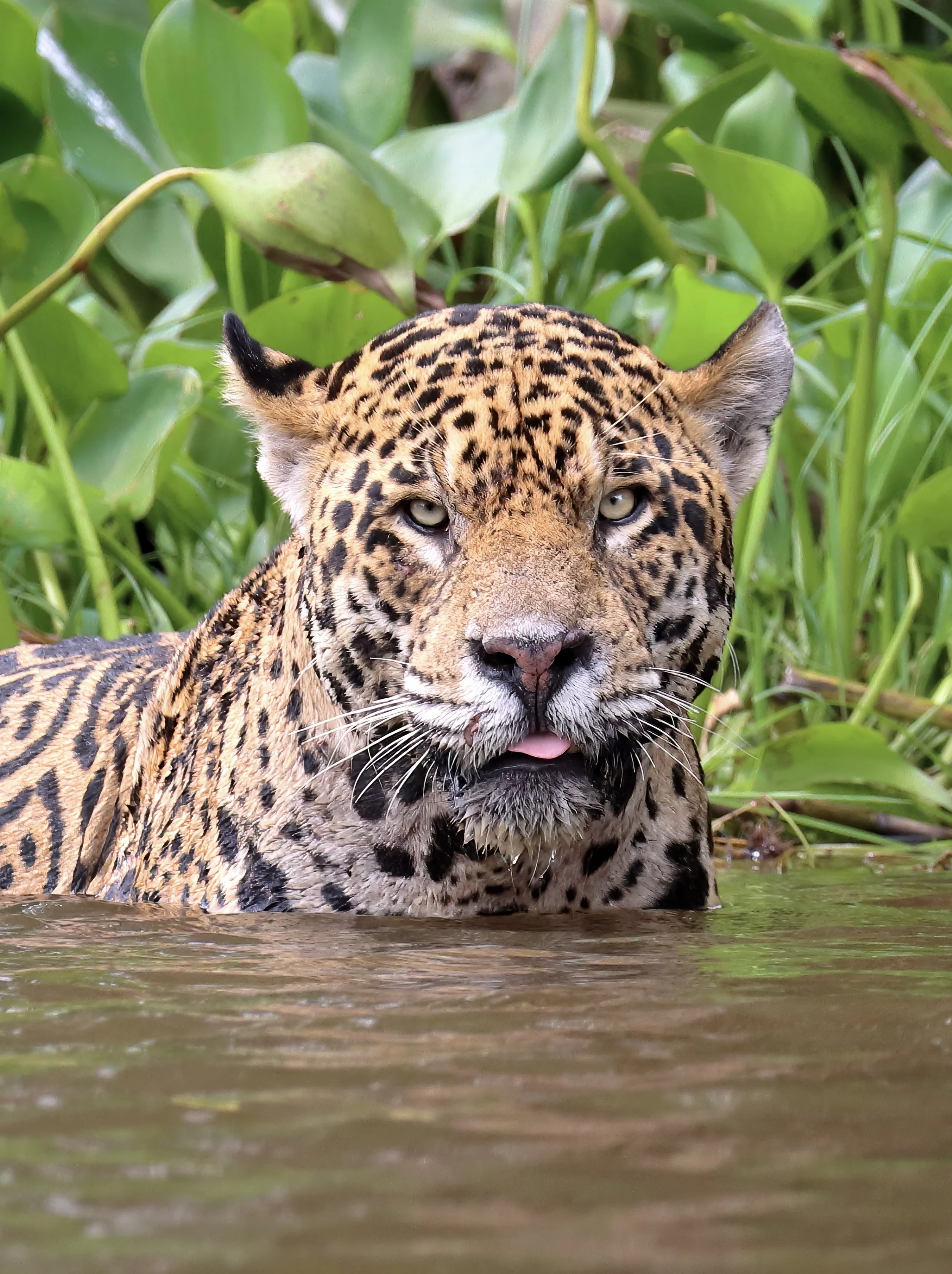 Pantanal exceeds all expectations 