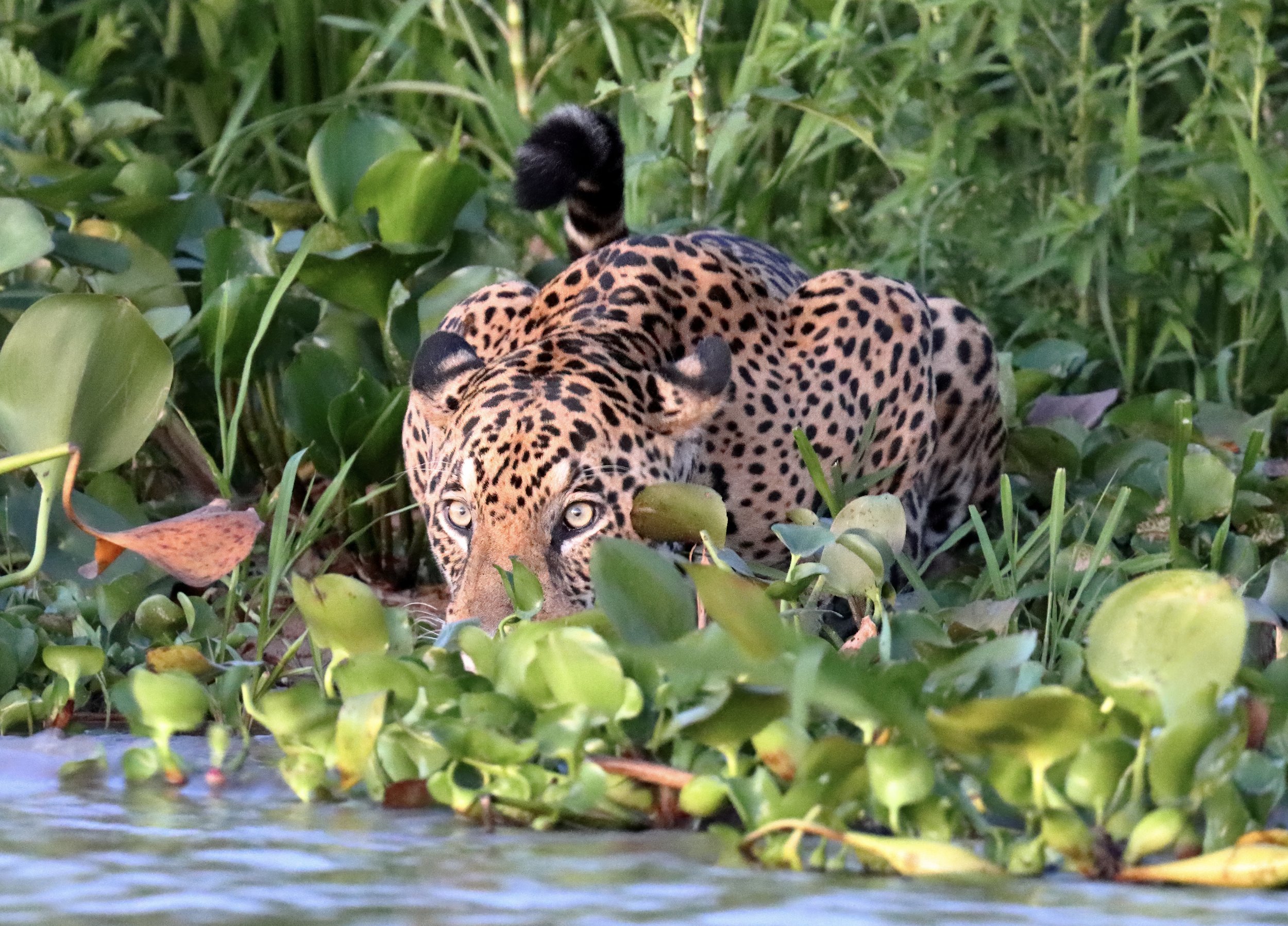 cracker 2 IMG_7926-sharpen-upscale-2x.jpeg