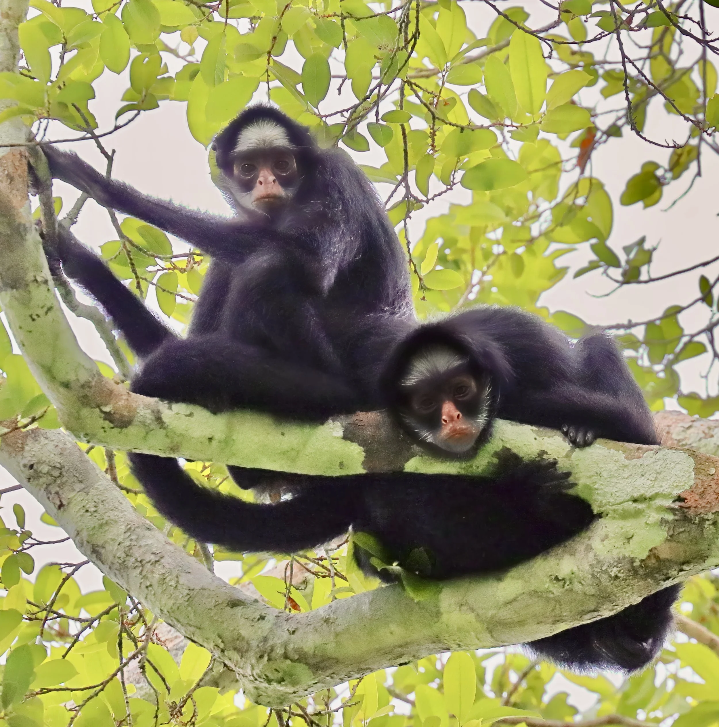 cracker 3 IMG_1132-face-sharpen-lighting-lighting-upscale-2x.jpeg