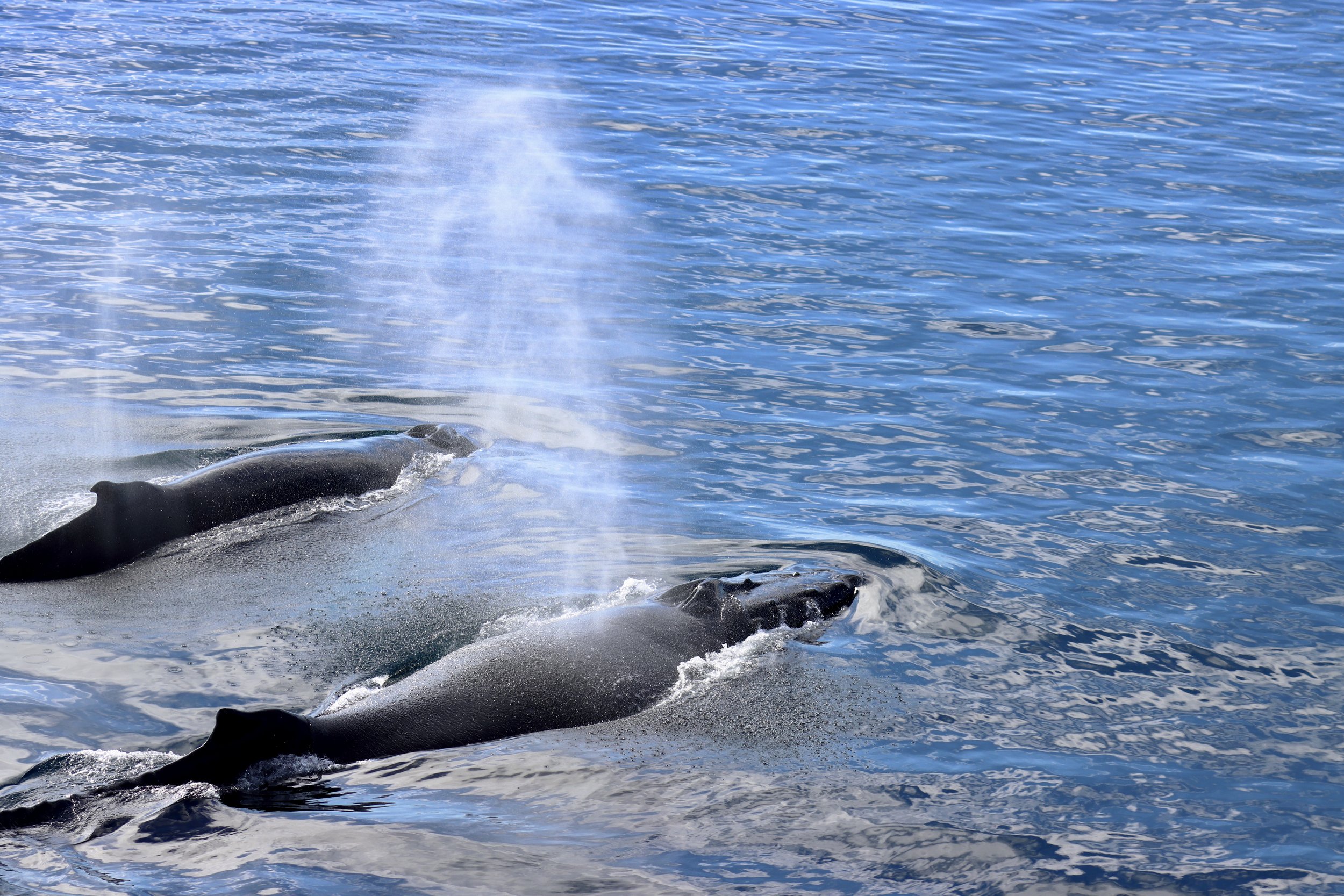 cracker IMG_4192-sharpen.jpeg