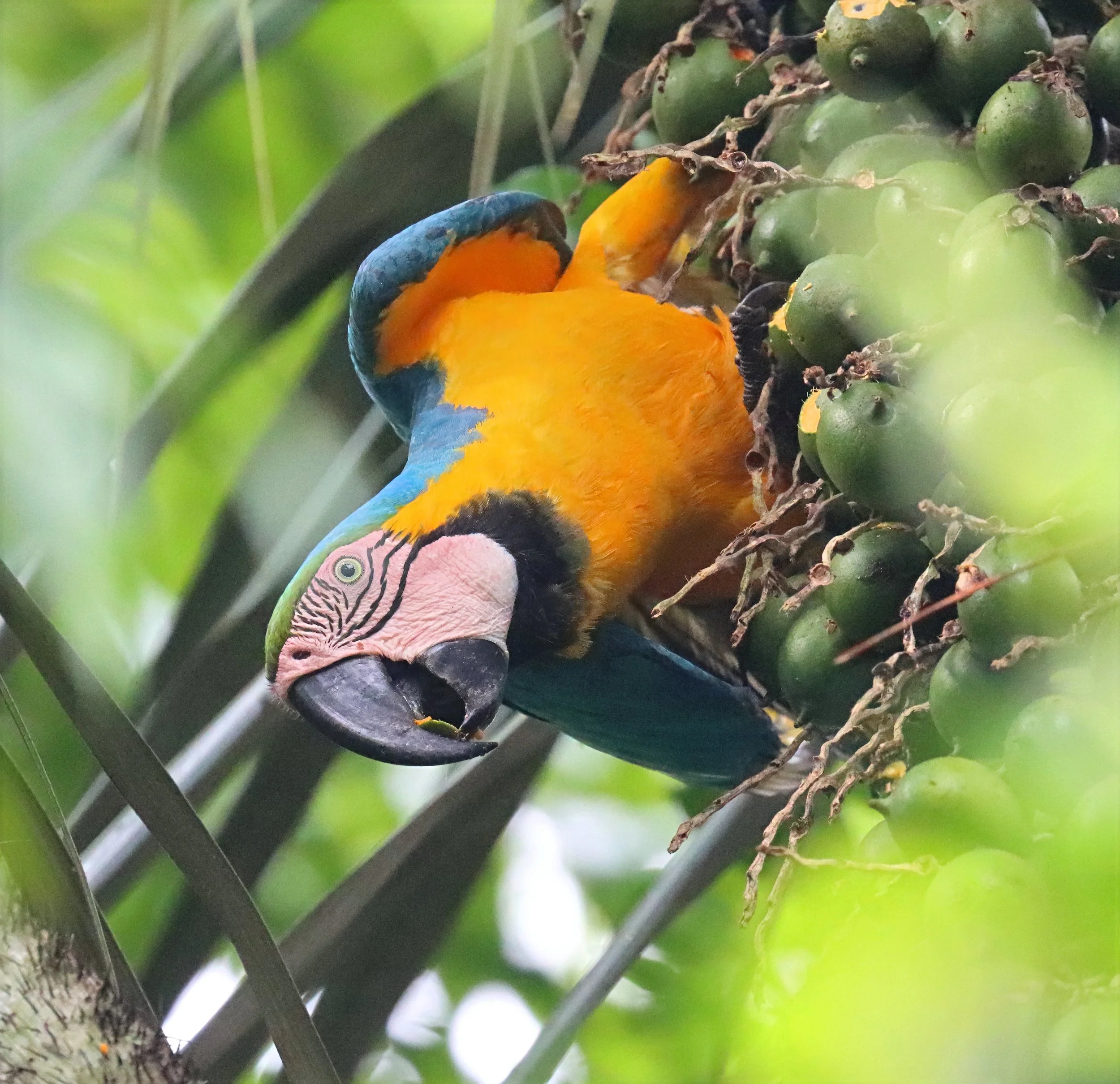 cracker IMG_1371-sharpen-sharpen-lighting.jpeg