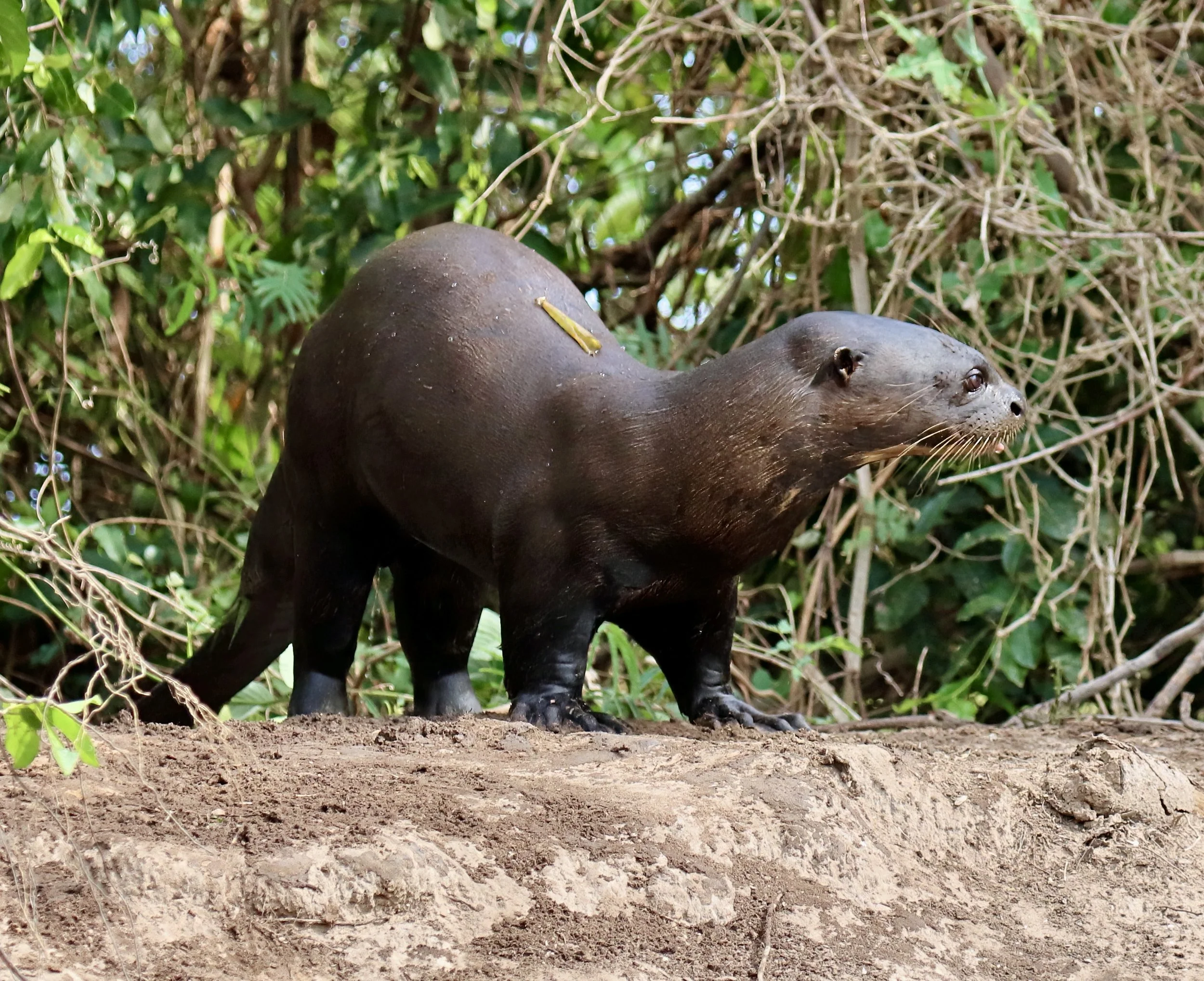 exc IMG_8327-sharpen-lighting.jpeg