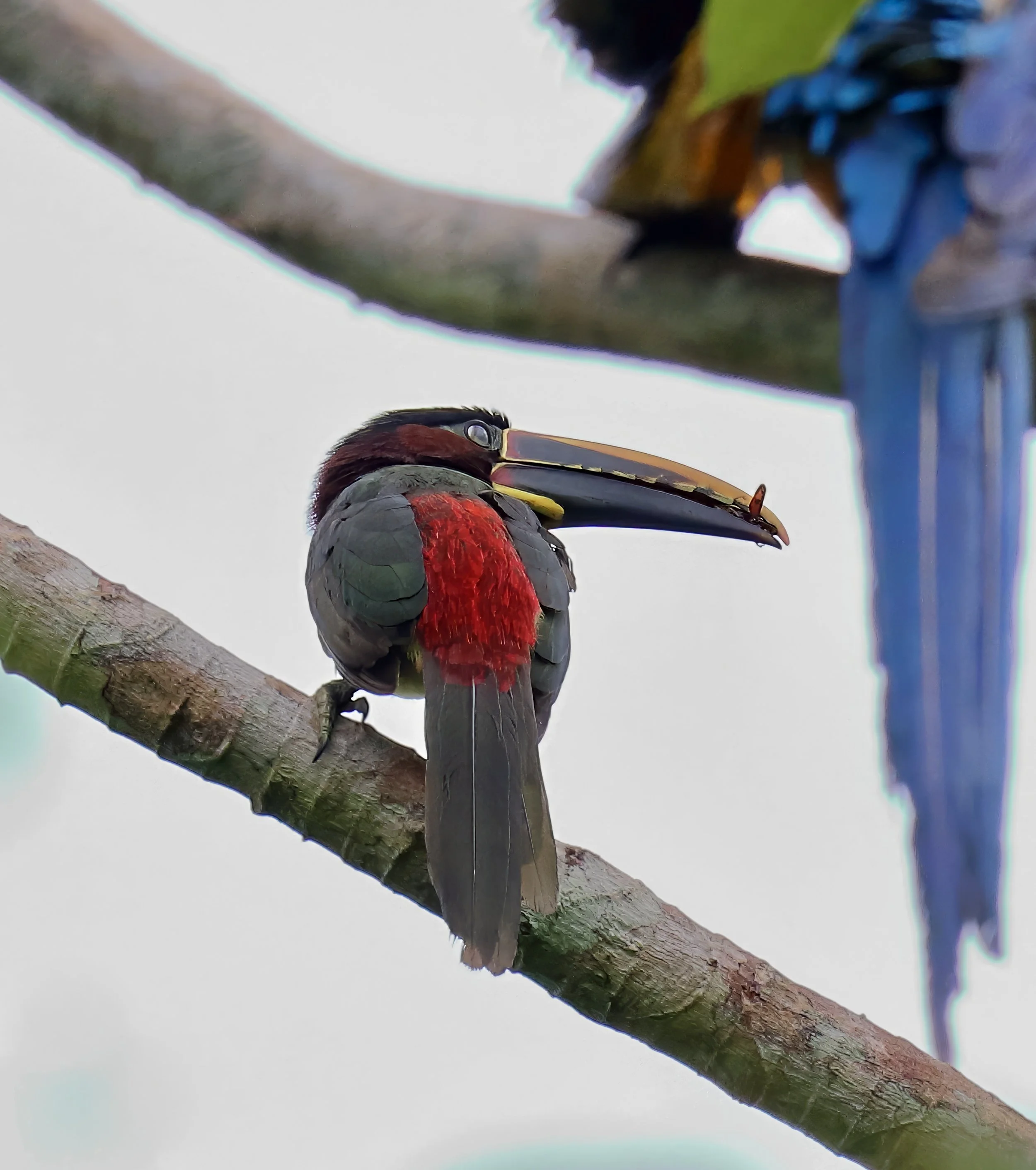 cracker 2 IMG_1394-sharpen-lighting-upscale-2x.jpeg