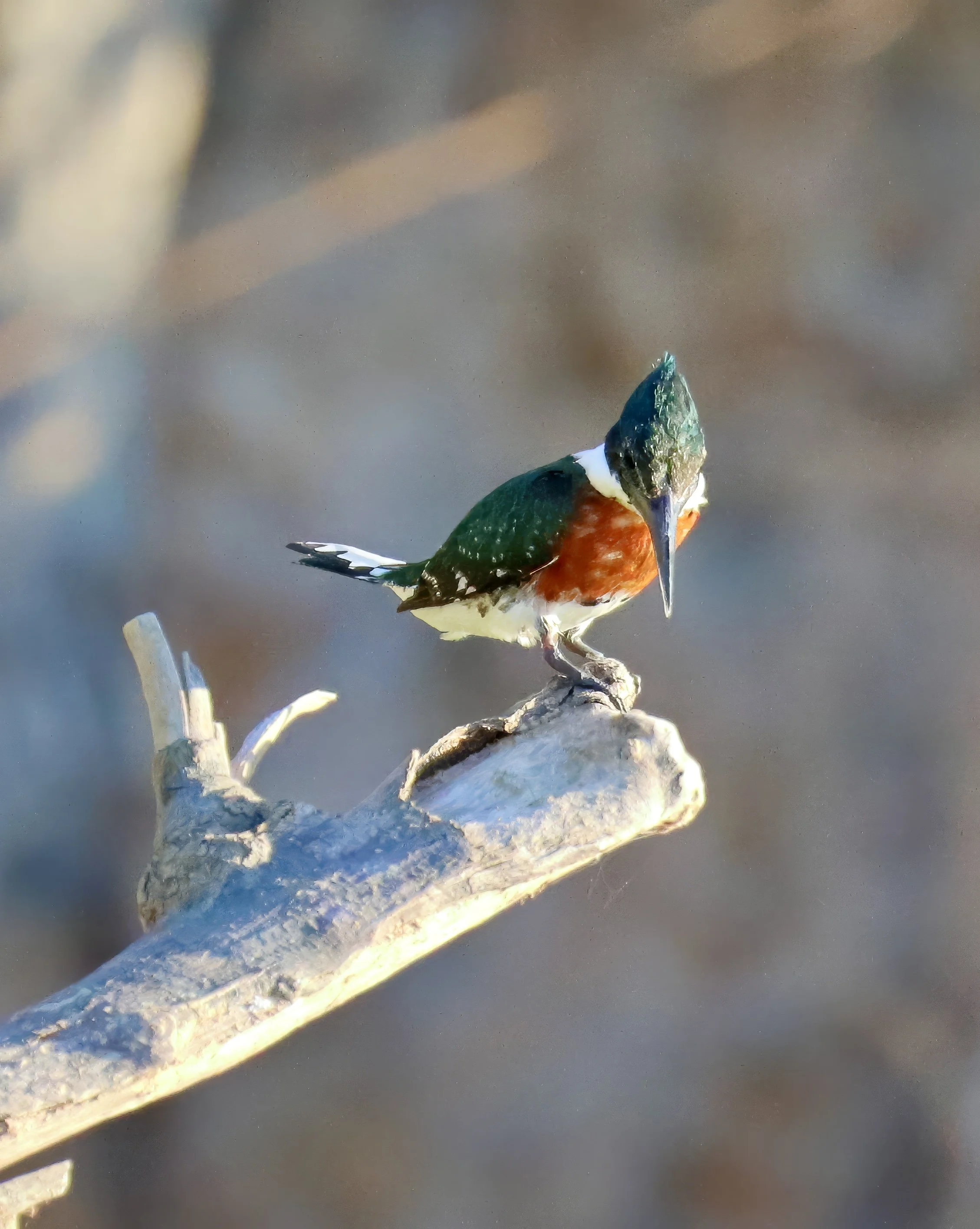 exc IMG_7872-sharpen-upscale-1.6x.jpeg