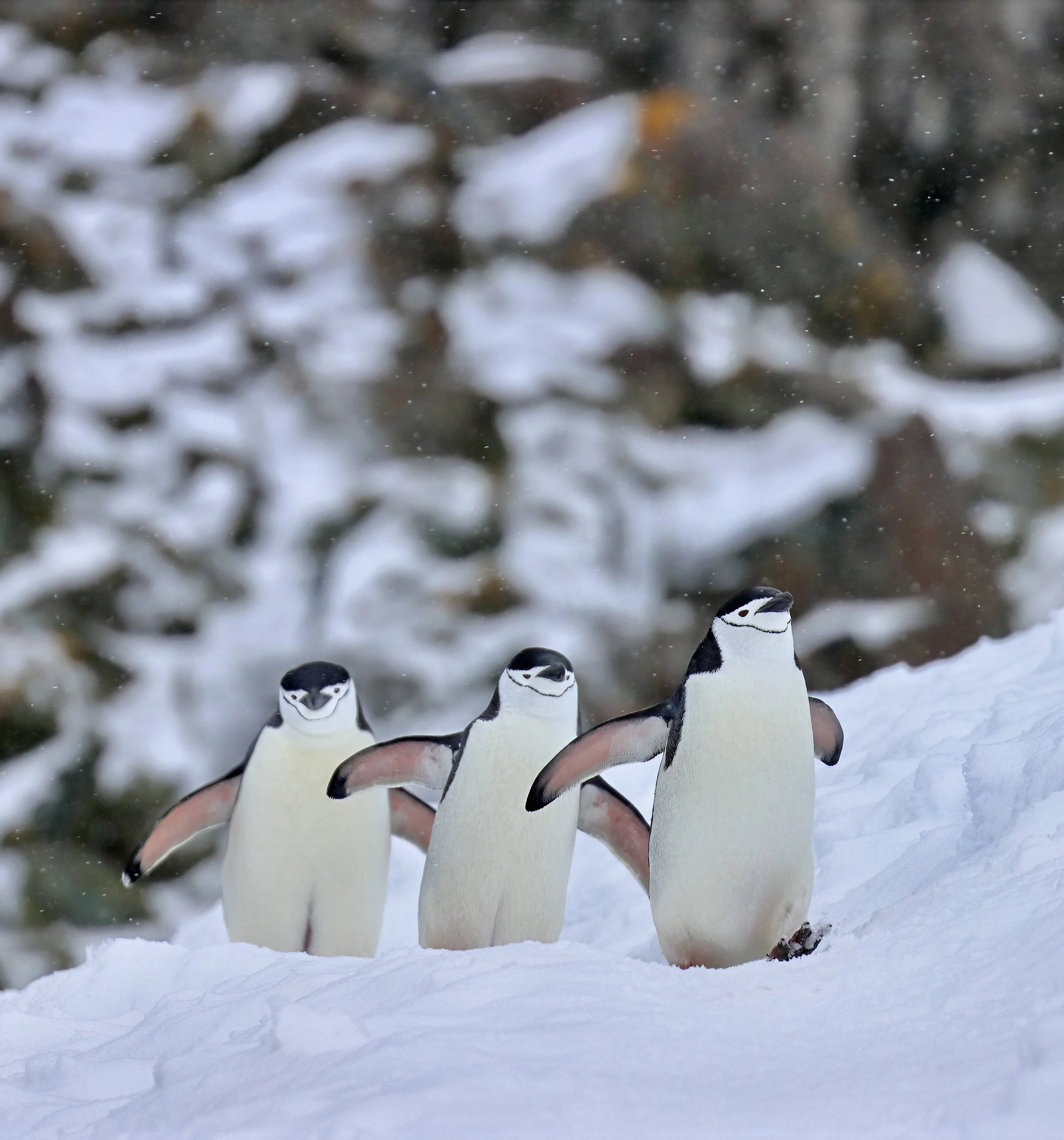 cracker IMG_8630-sharpen-sharpen-lighting.jpeg