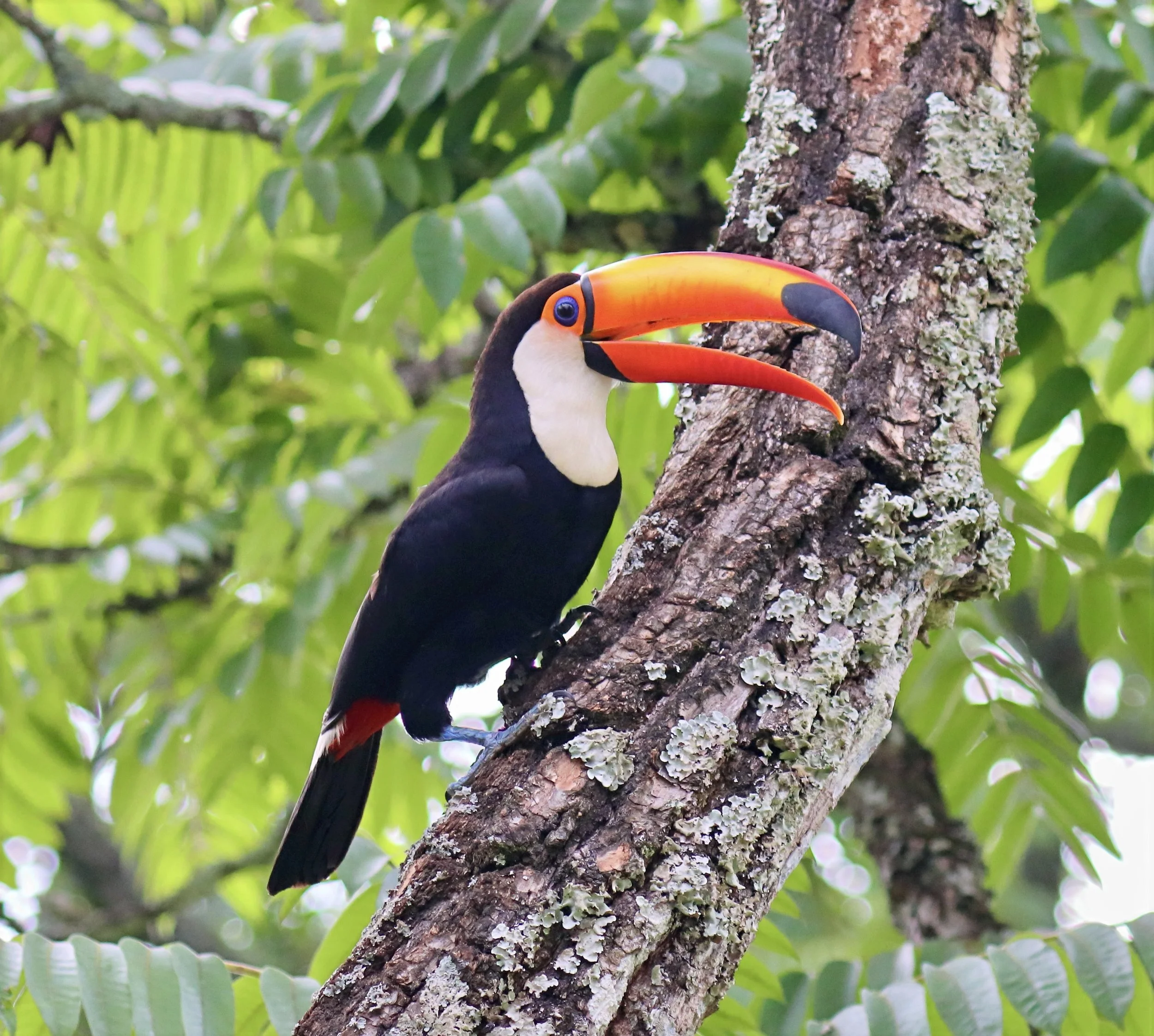 cracker 2 IMG_1779-lighting.jpeg