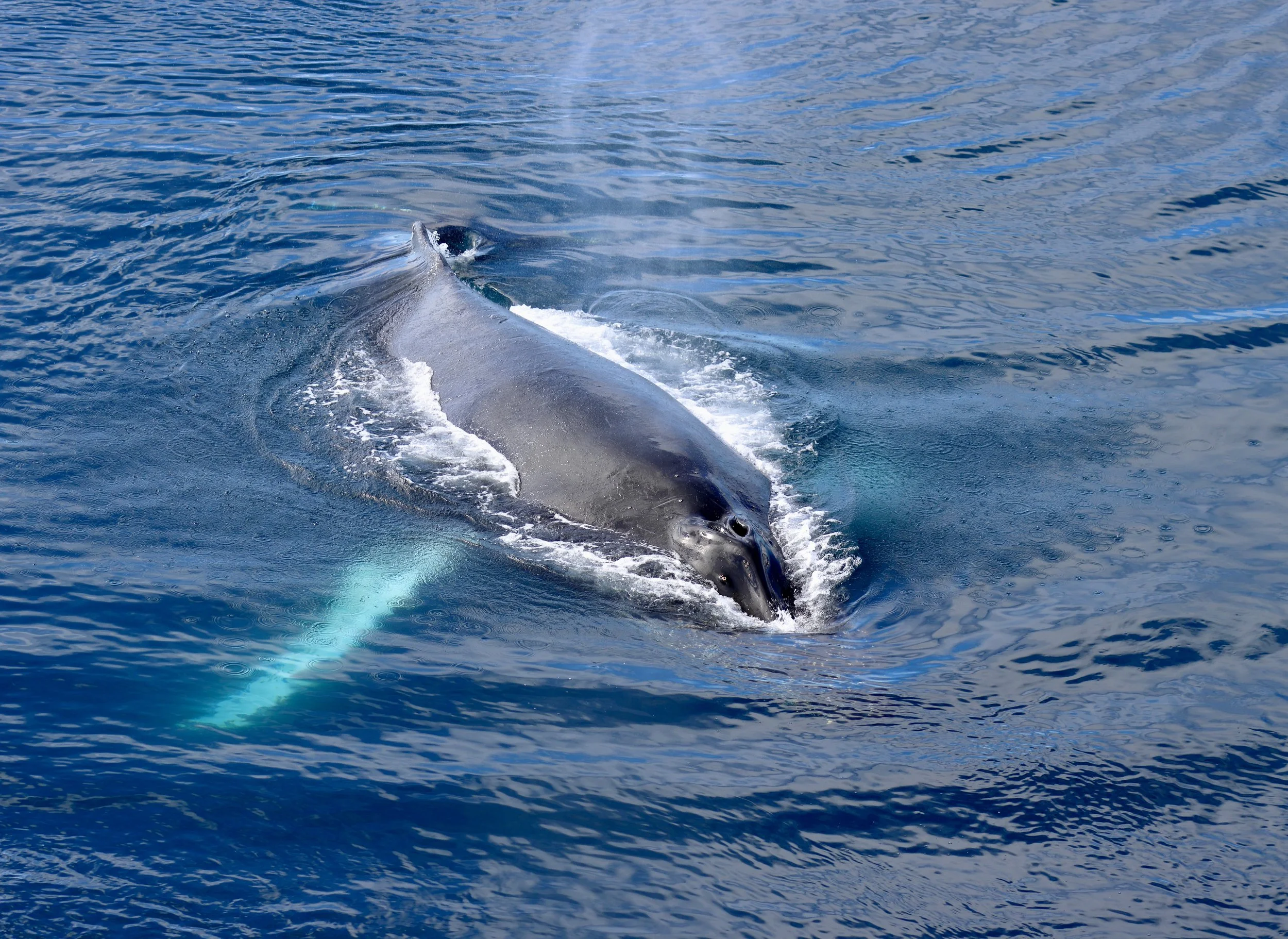 cracker IMG_4053-sharpen.jpeg