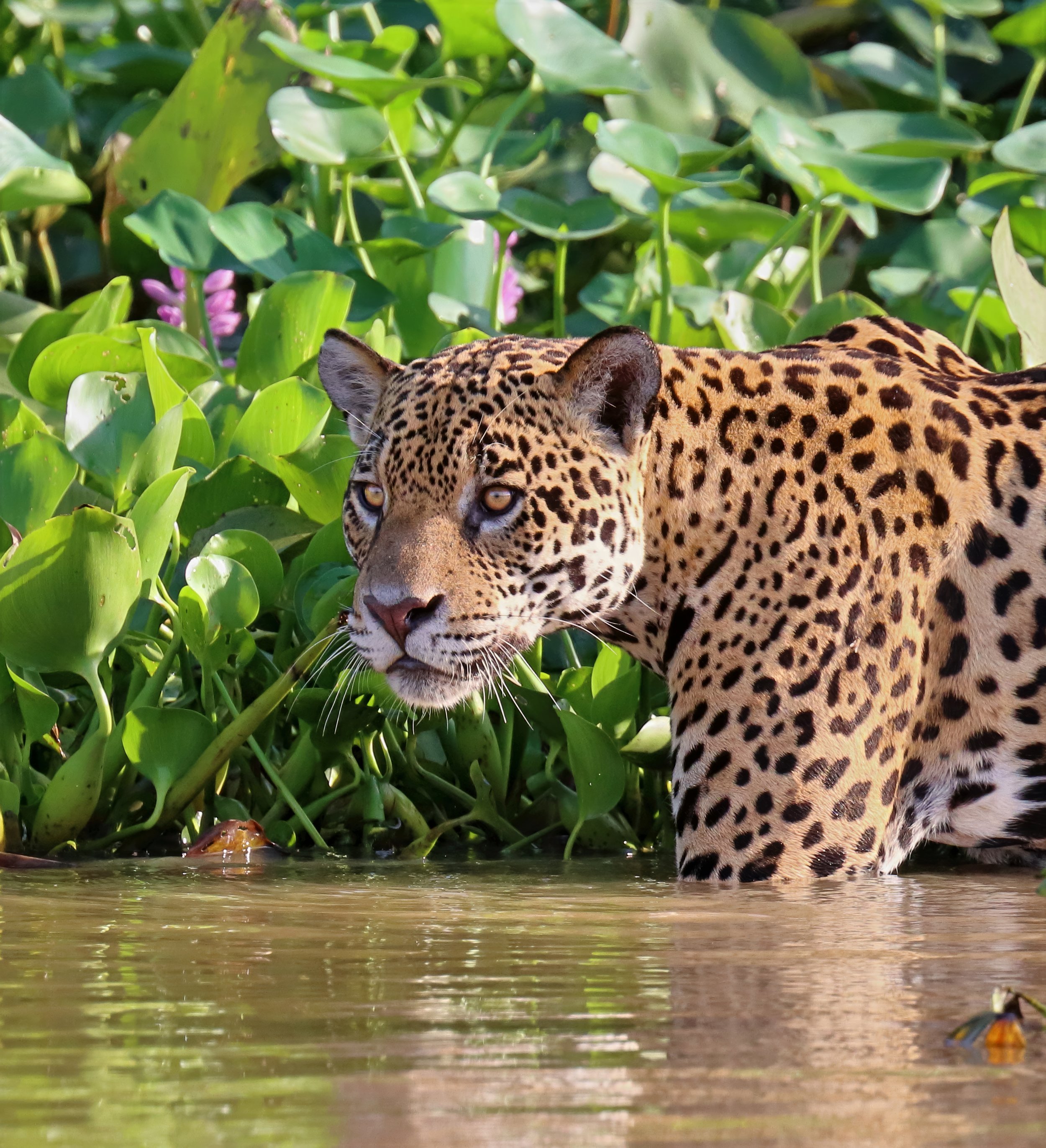 cracker 2 IMG_8090-lighting-lighting-color-upscale-2x.jpeg