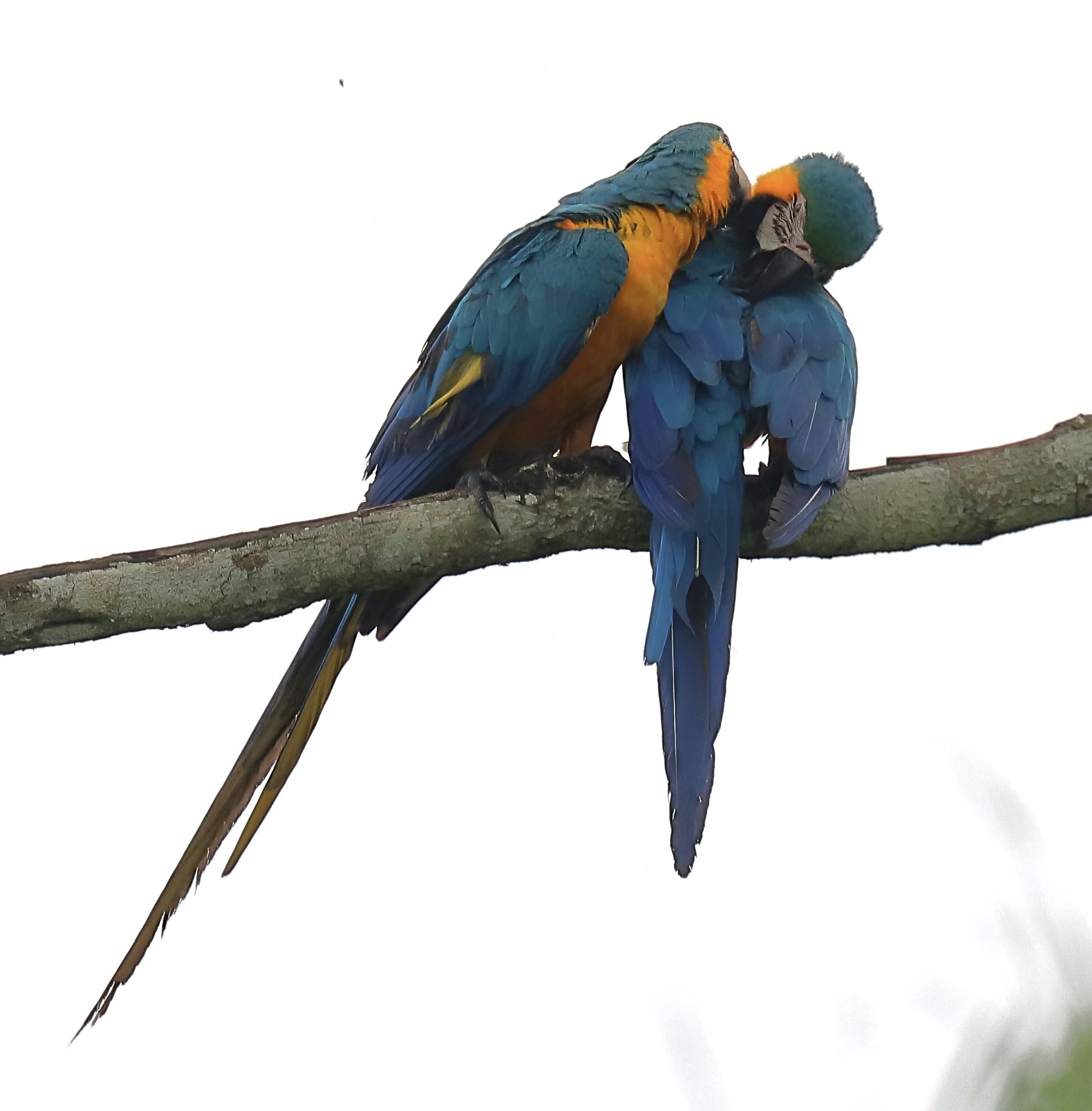 cracker IMG_1392-sharpen-lighting.jpeg