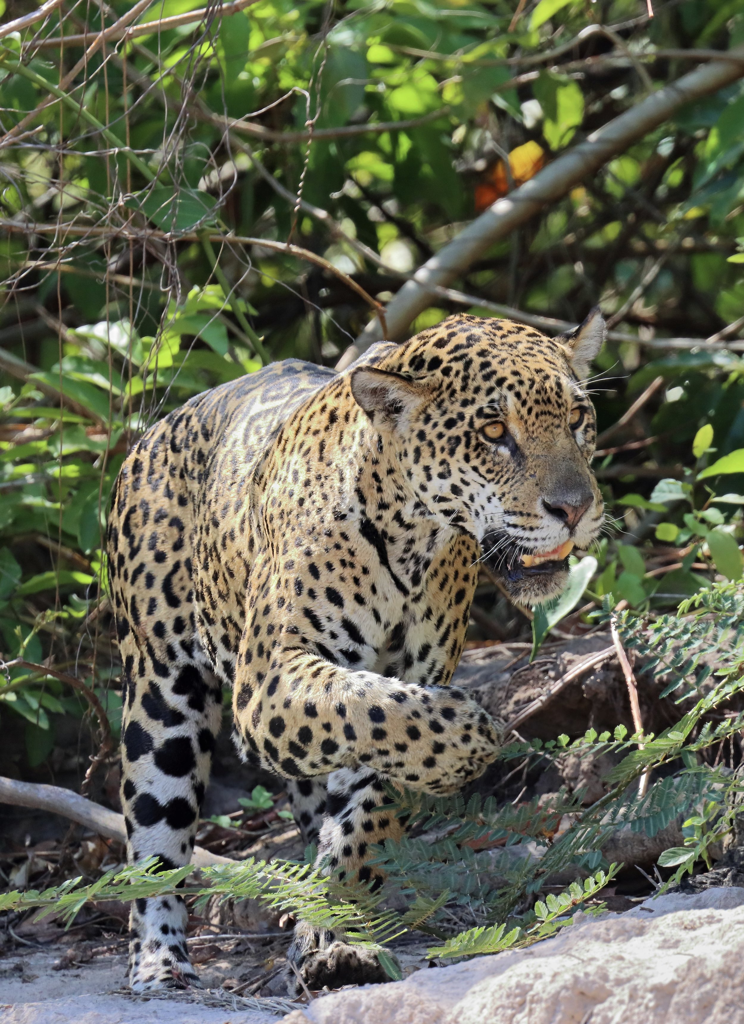 cracker IMG_7712-sharpen-lighting.jpeg