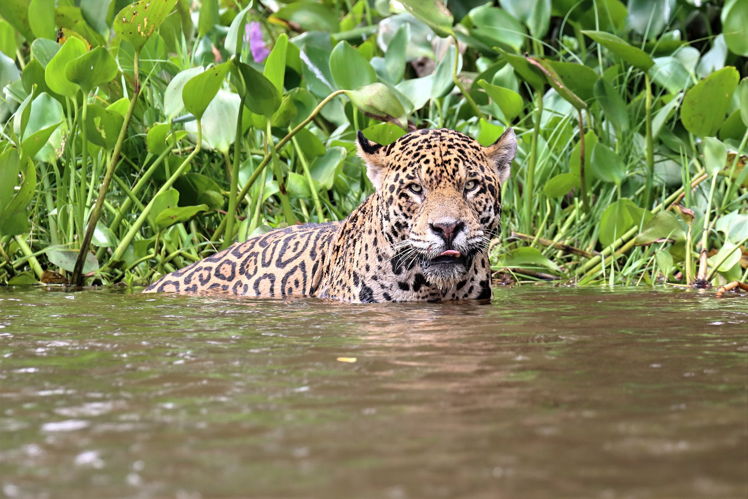 cracker IMG_8838-sharpen-lighting-lighting-upscale-2x.jpeg