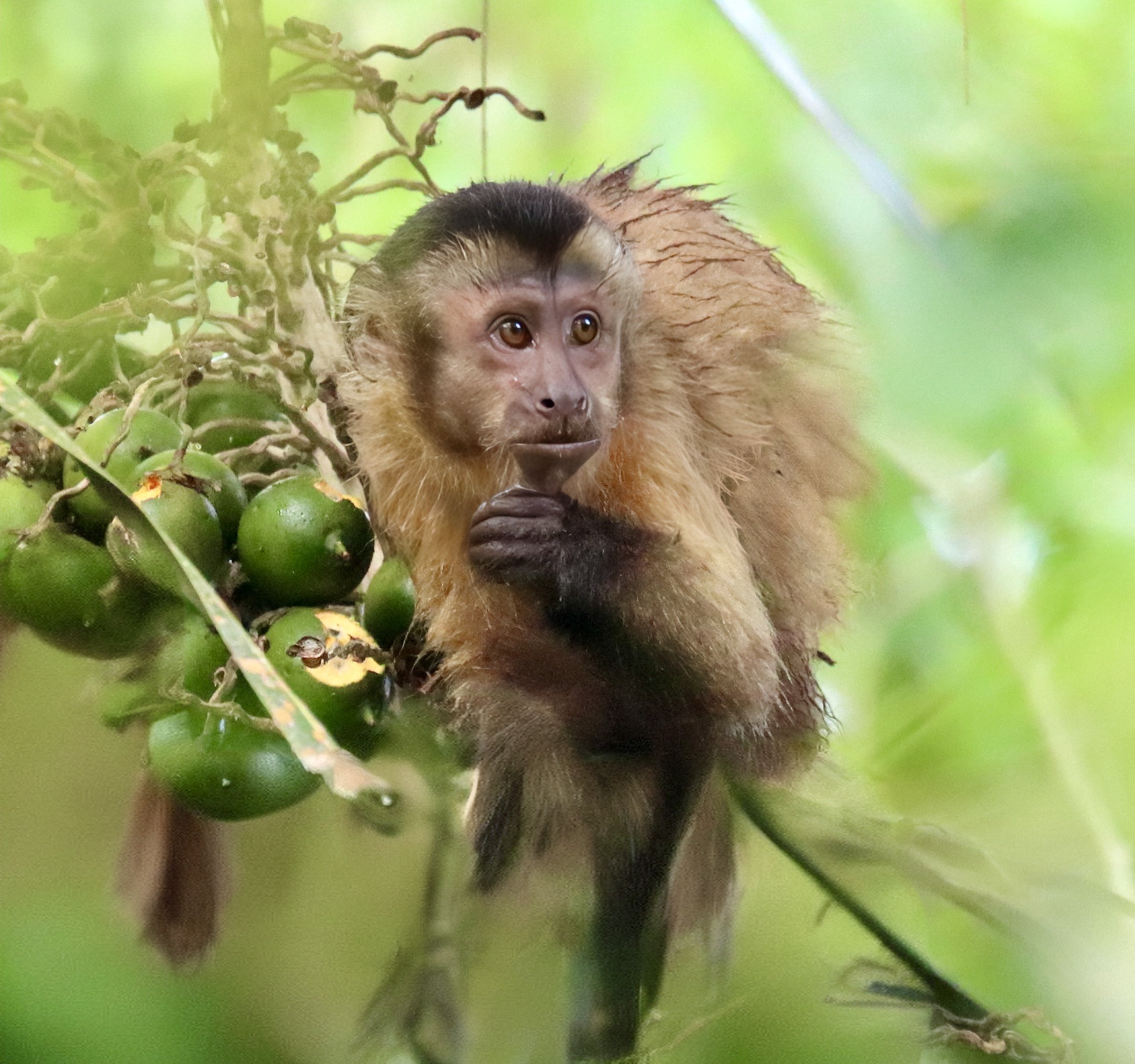 cracker IMG_1431-remove-remove-face-lighting.jpeg