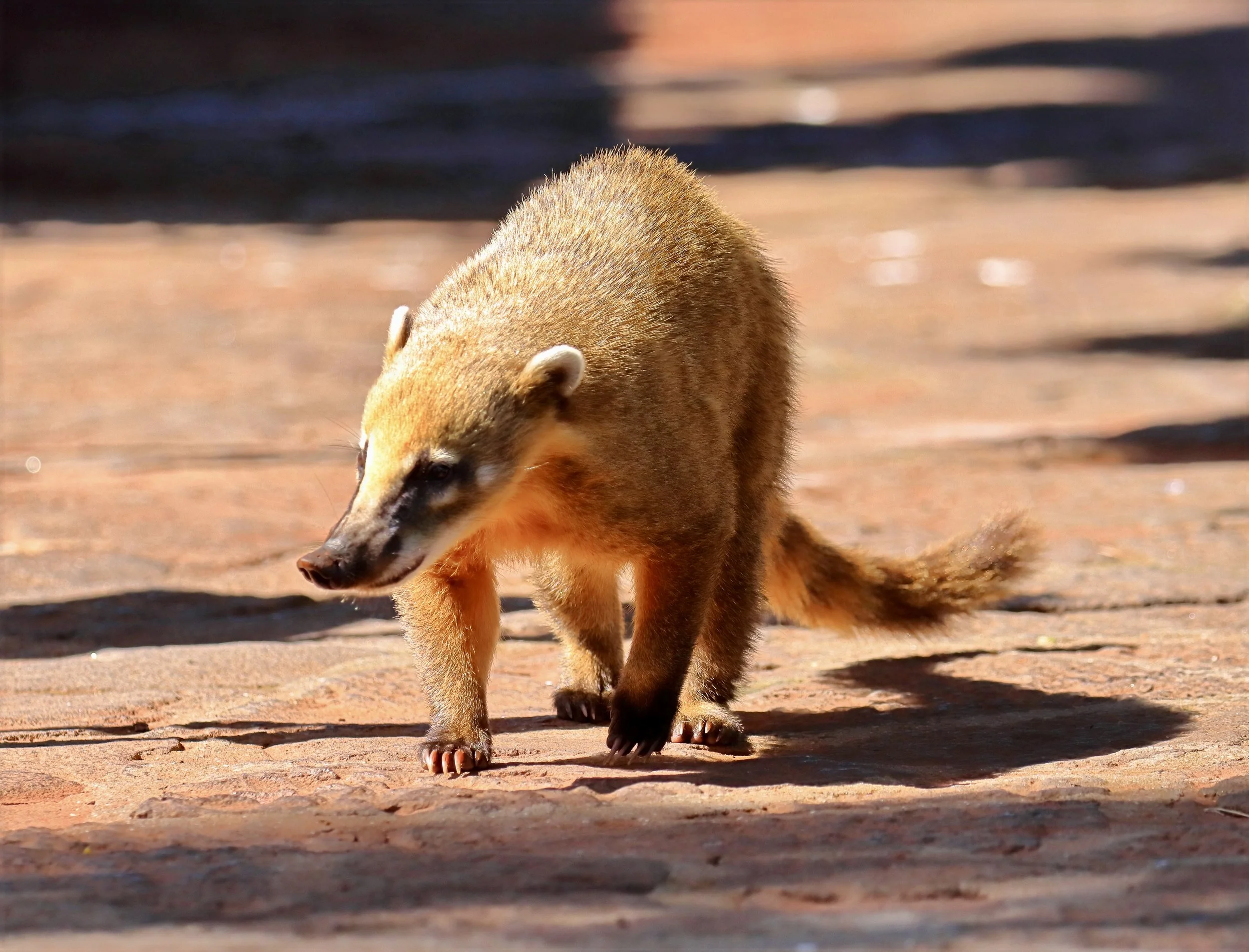 cracker 2 IMG_1483-sharpen-lighting.jpeg