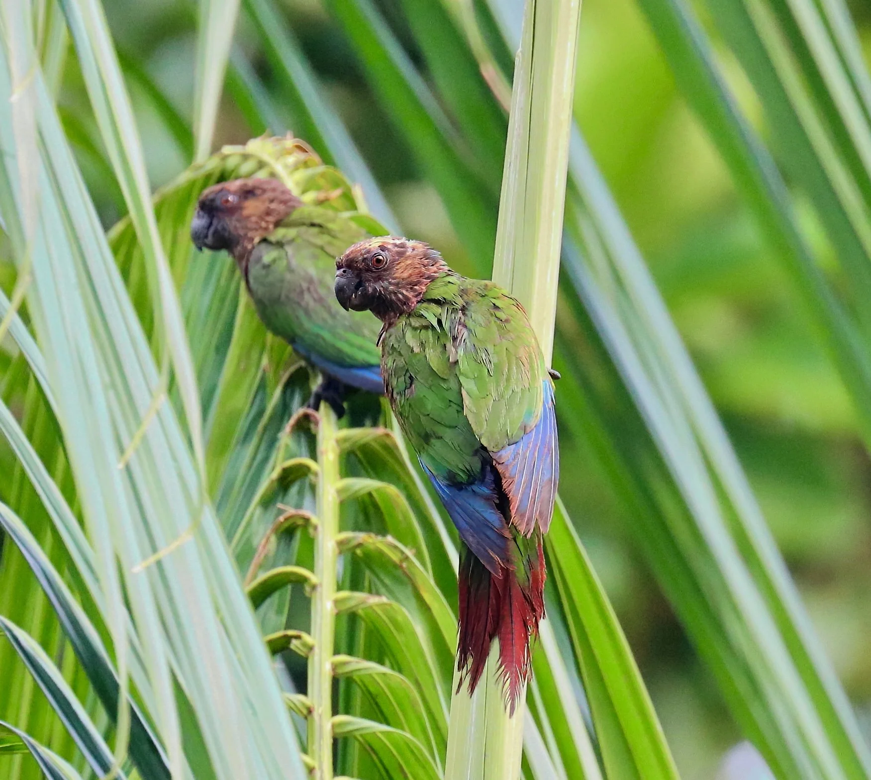 cracker IMG_1419-sharpen-lighting.jpeg