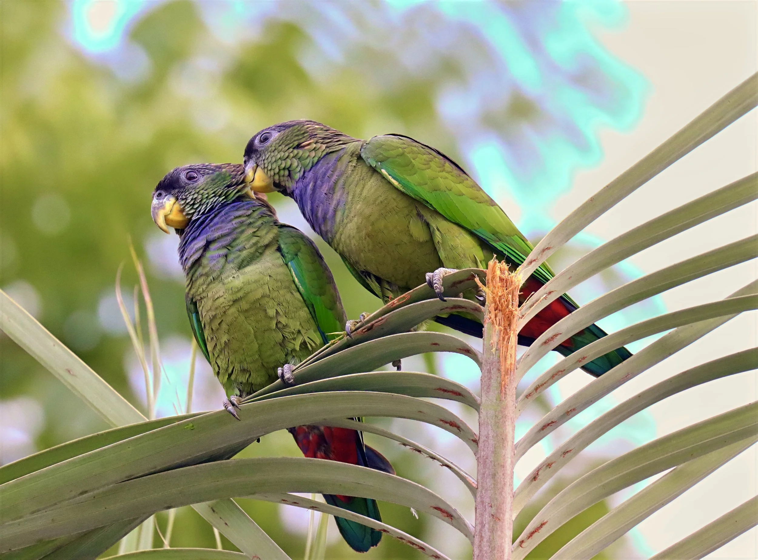 cracker 2 IMG_1675-sharpen-color-lighting.jpeg