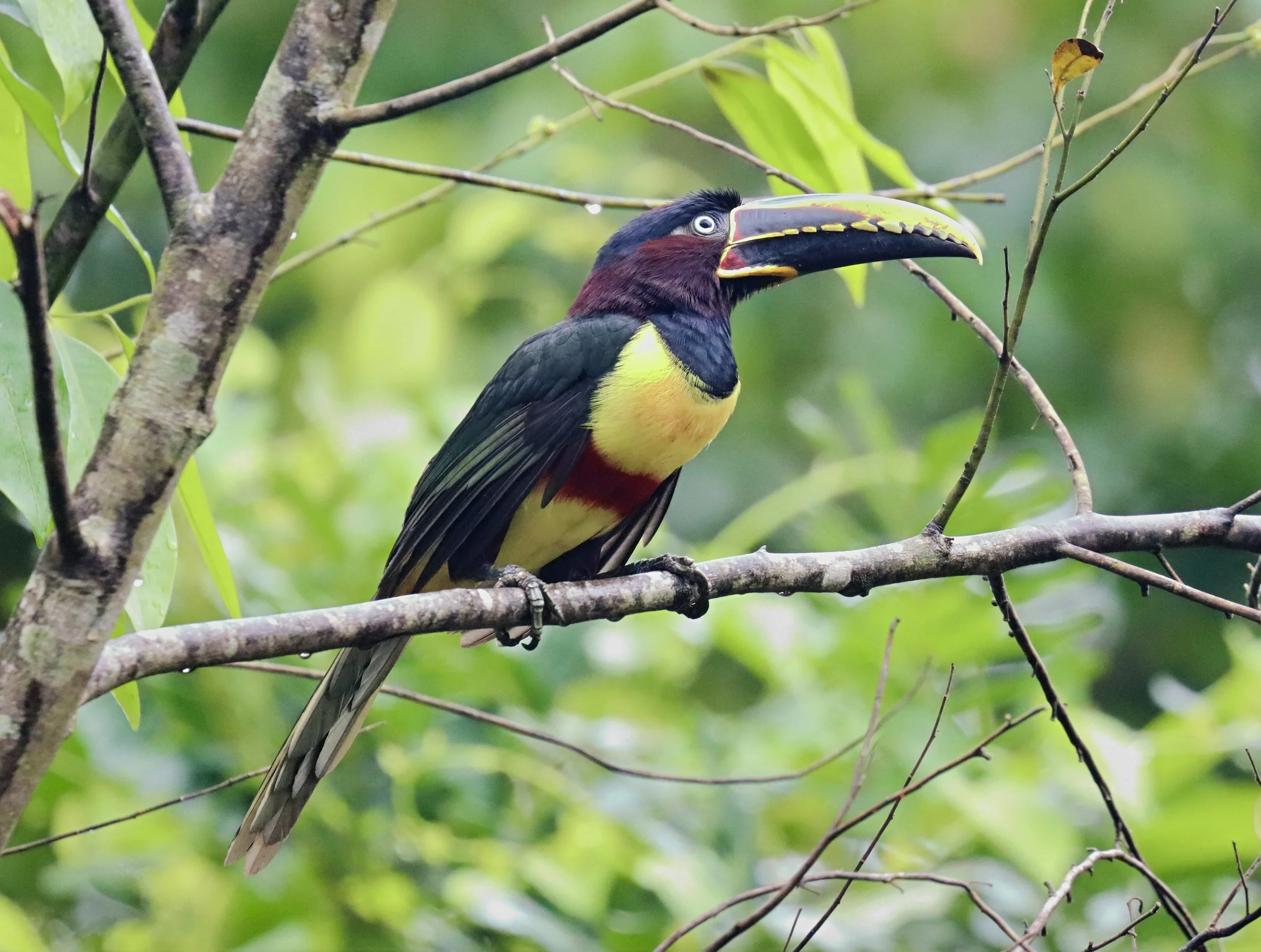 cracker IMG_1356-sharpen-lighting.jpeg