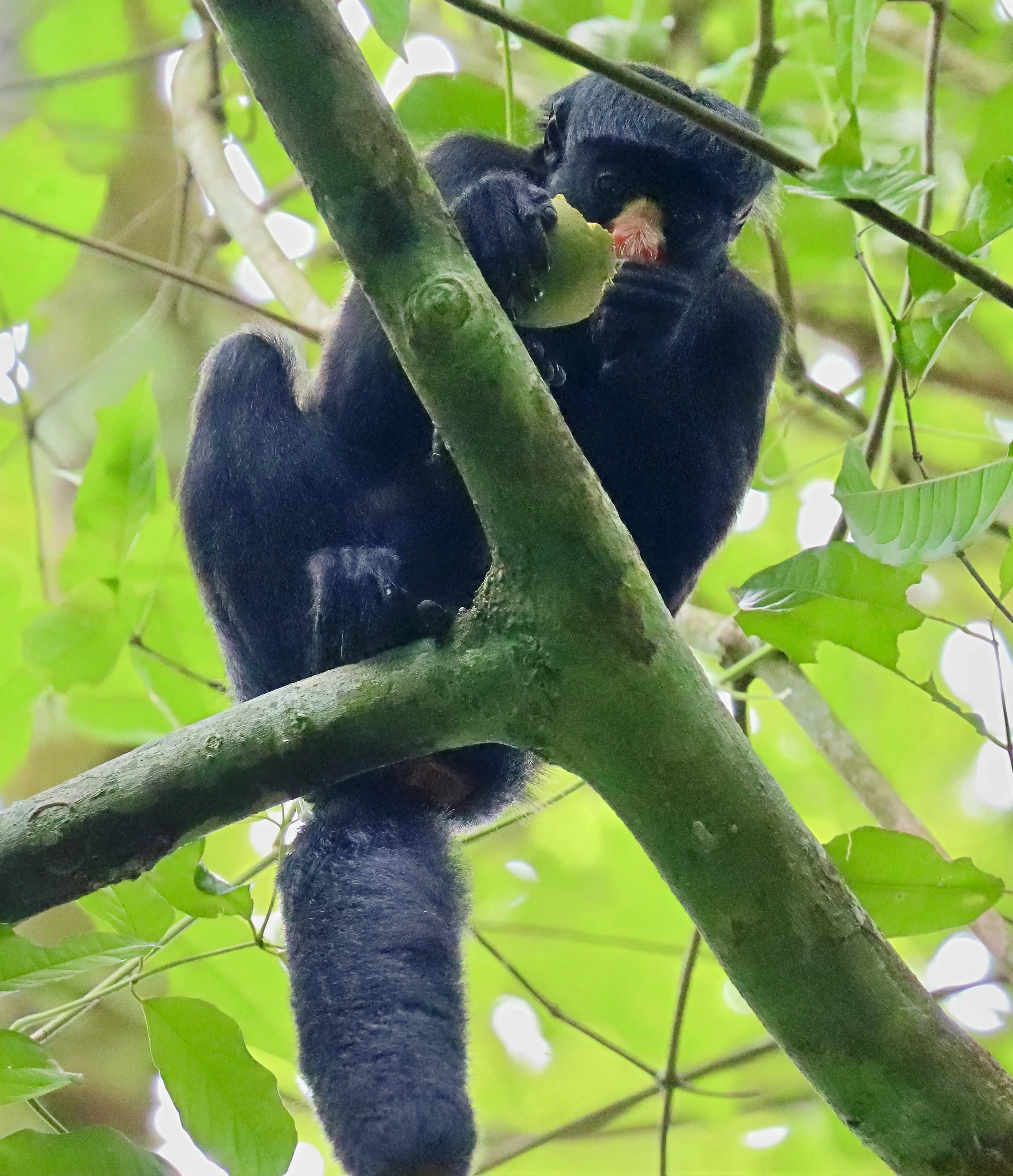 exc IMG_1187-sharpen-lighting.jpeg