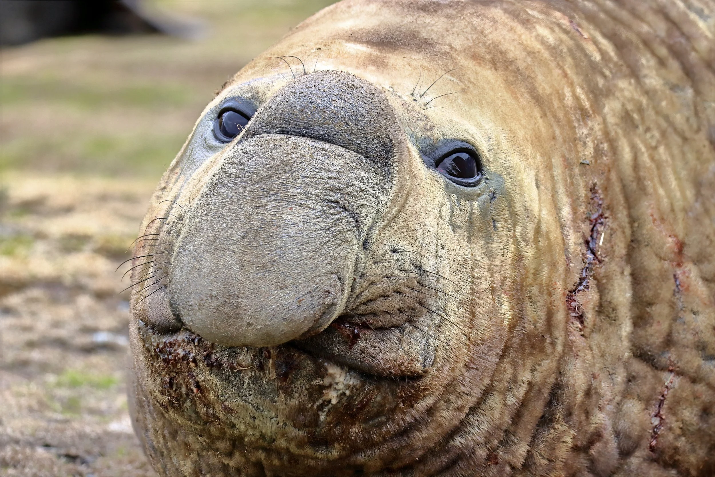 cracker IMG_2613a-sharpen-lighting.jpeg