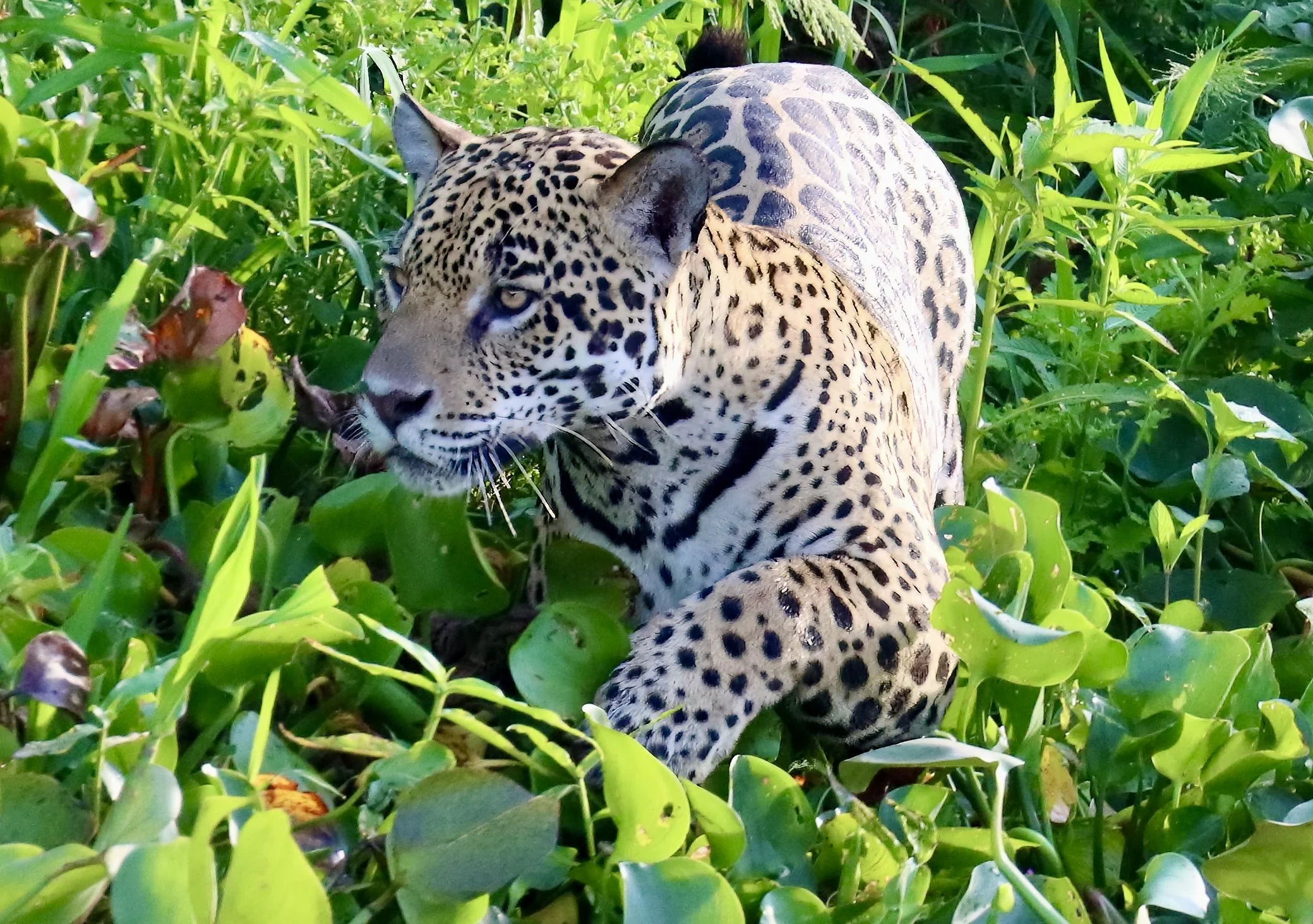 exc IMG_8024-sharpen-sharpen-sharpen-lighting-lighting.jpeg