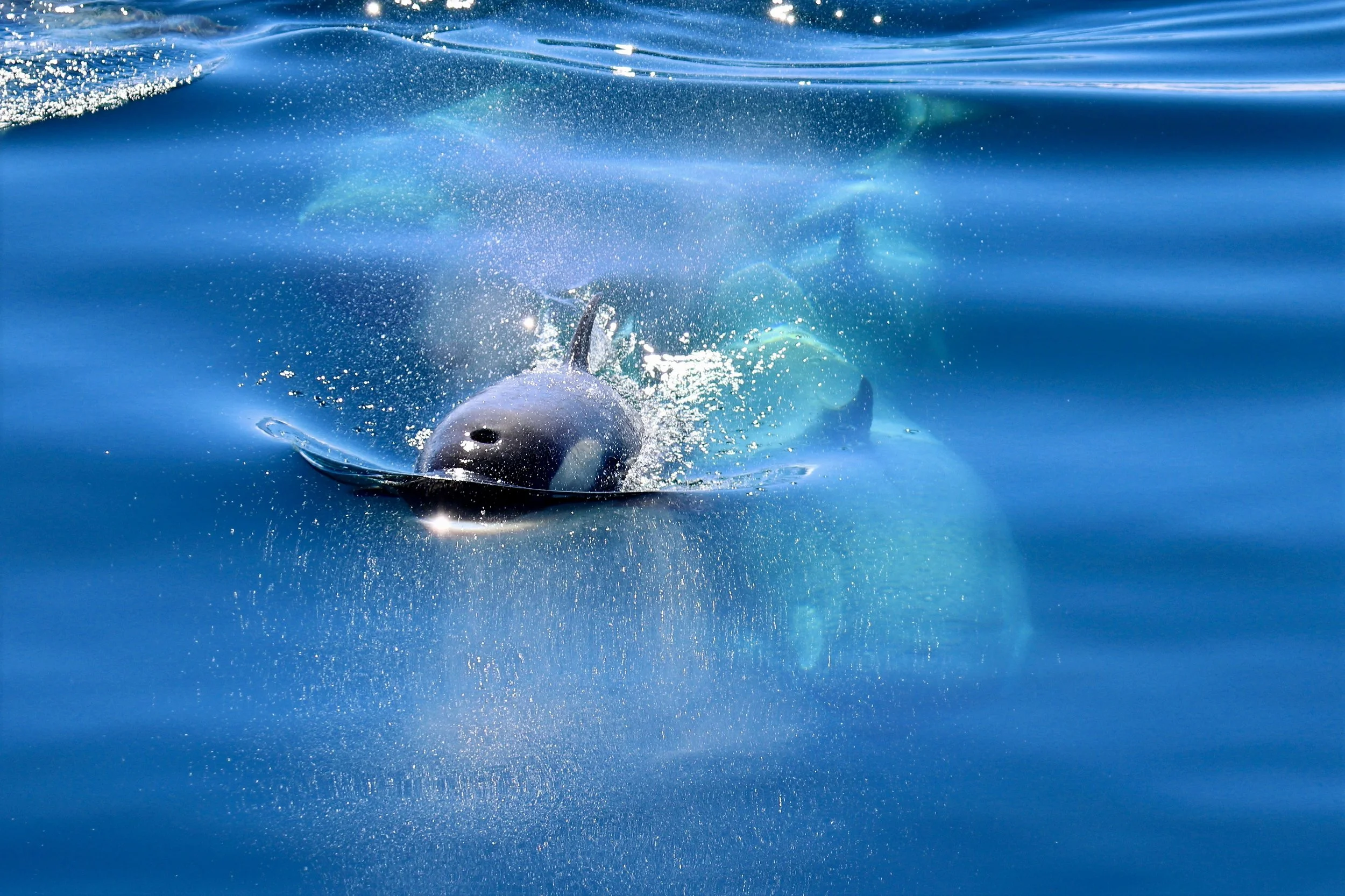 cracker IMG_4901-sharpen-lighting.jpeg