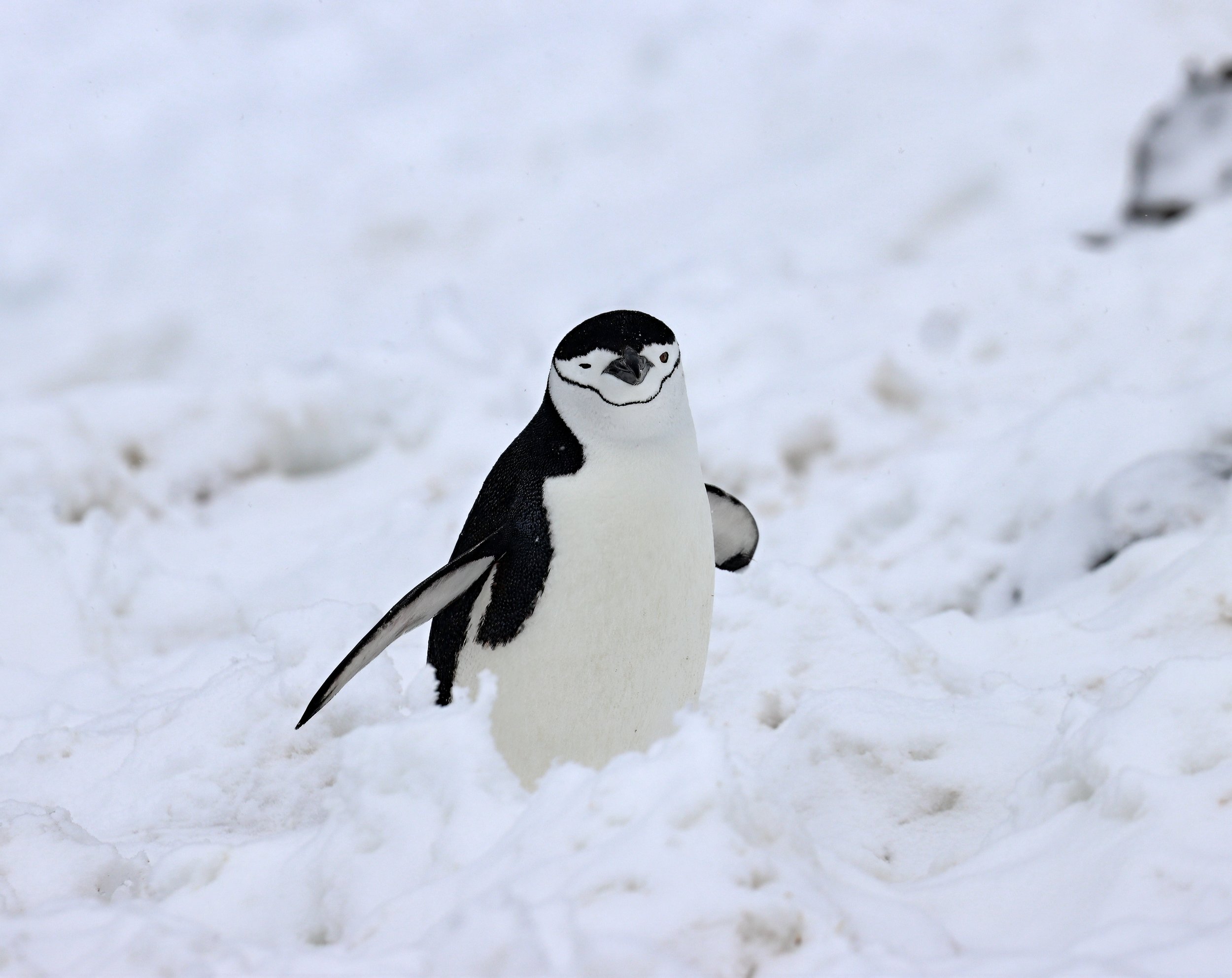 cracker IMG_8671-sharpen-lighting.jpeg