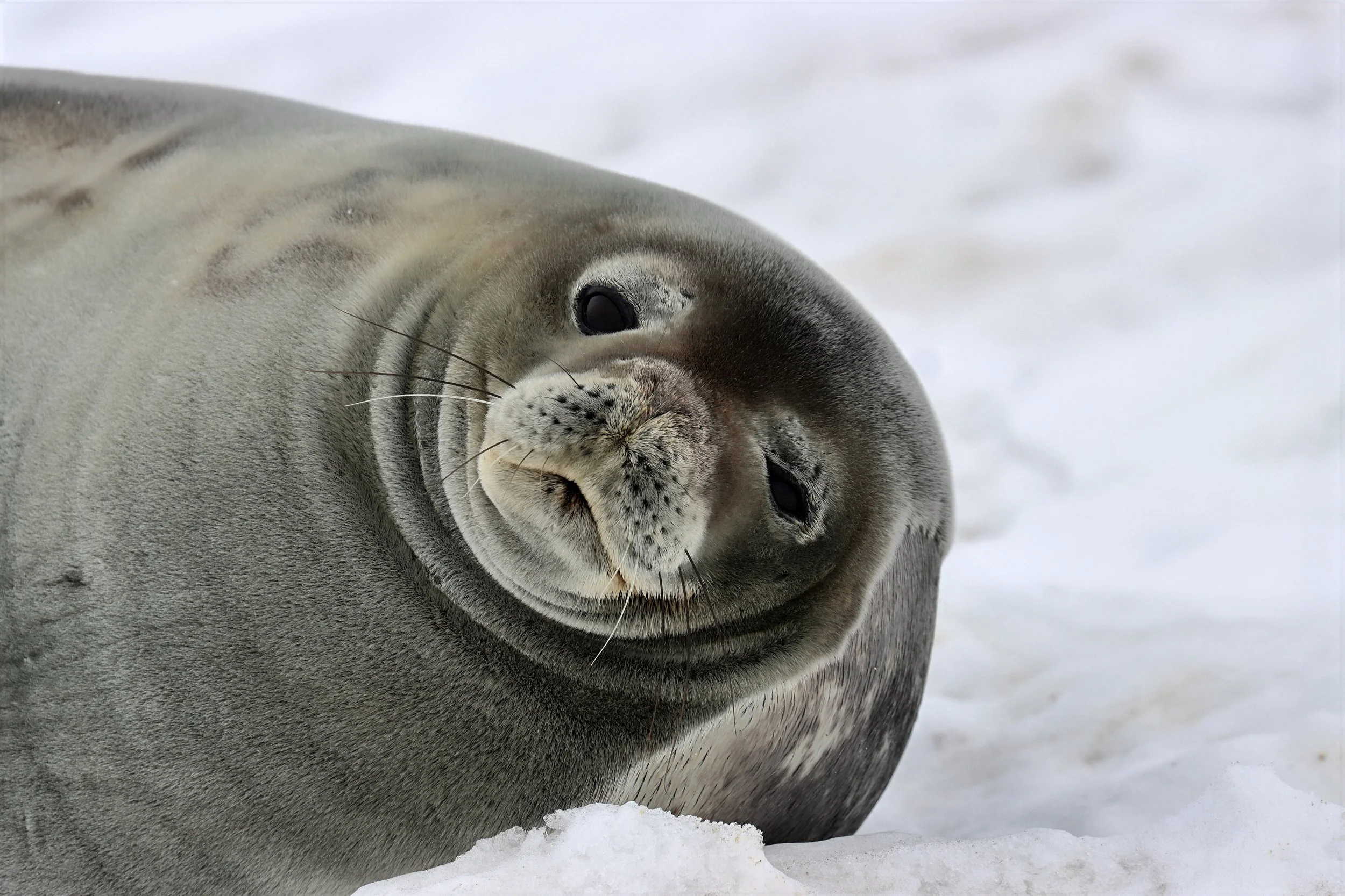 cracker IMG_8911-lighting.jpeg