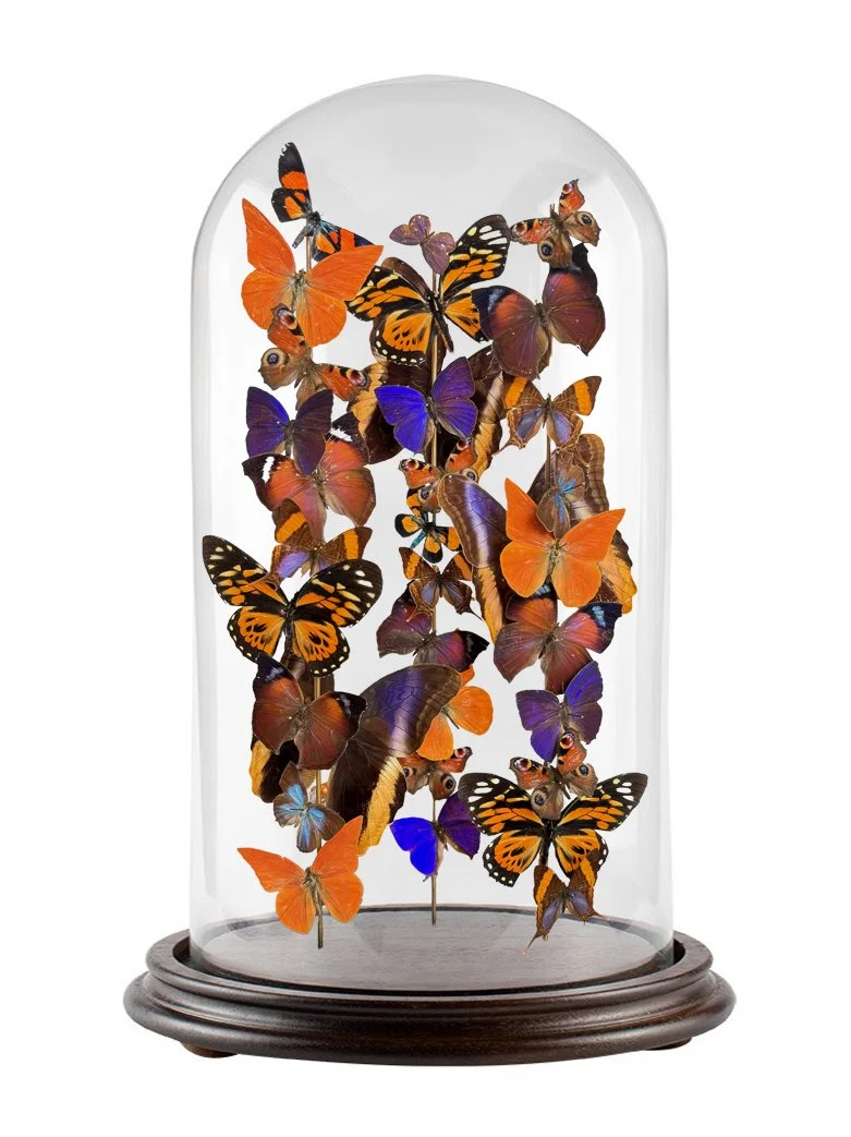 Bonfire Butterfly Dome PRODUCT.jpg