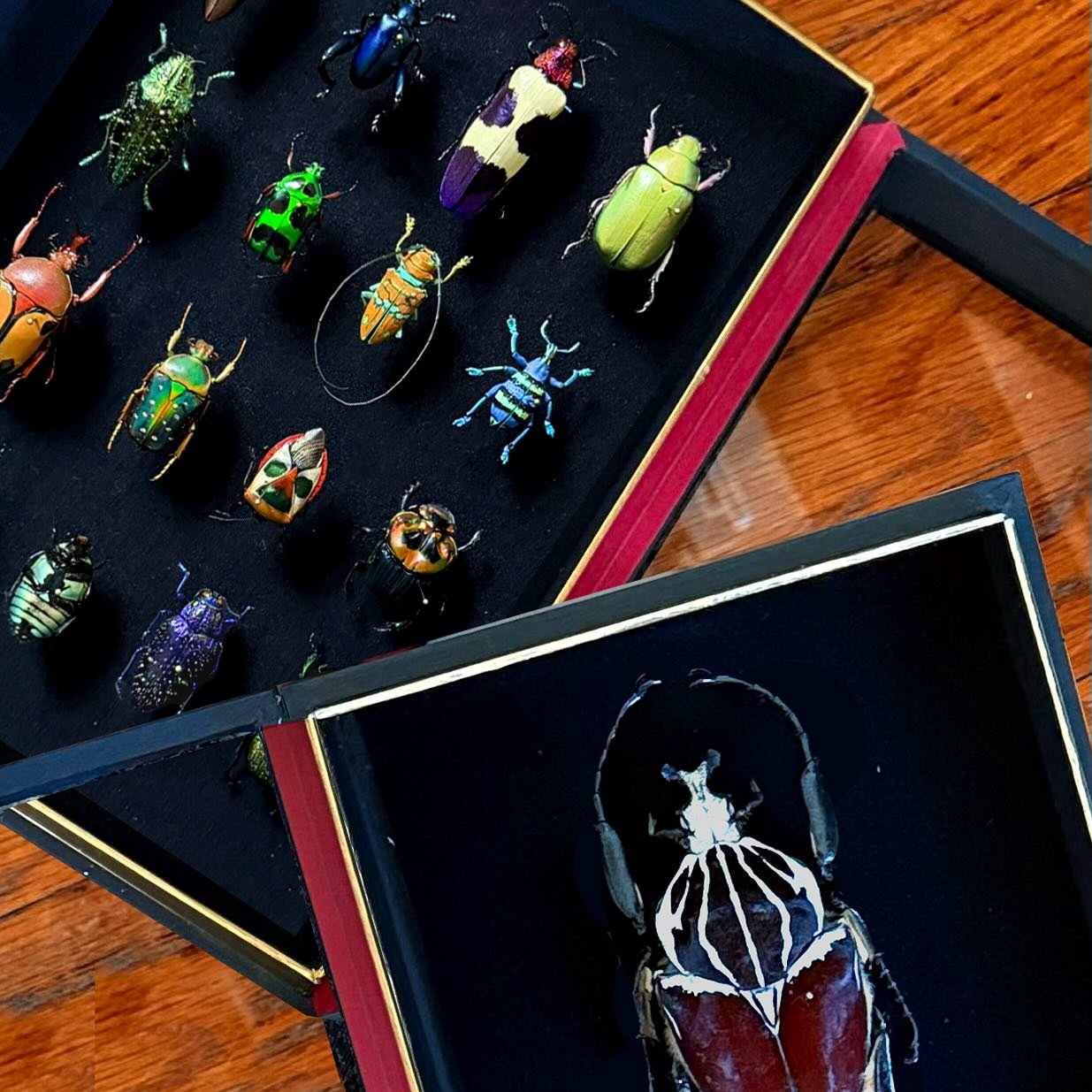 Working with/swooning over some of the finest specimens I&rsquo;ve had in a while 🥰

&mdash;

#coleoptera #insects #butterflies #jewelbeetle #goliathus #chrysinaresplendens #polybothris #kaleidoscope #bugs #butterfly #taxidermy #bupestridae #beetle 