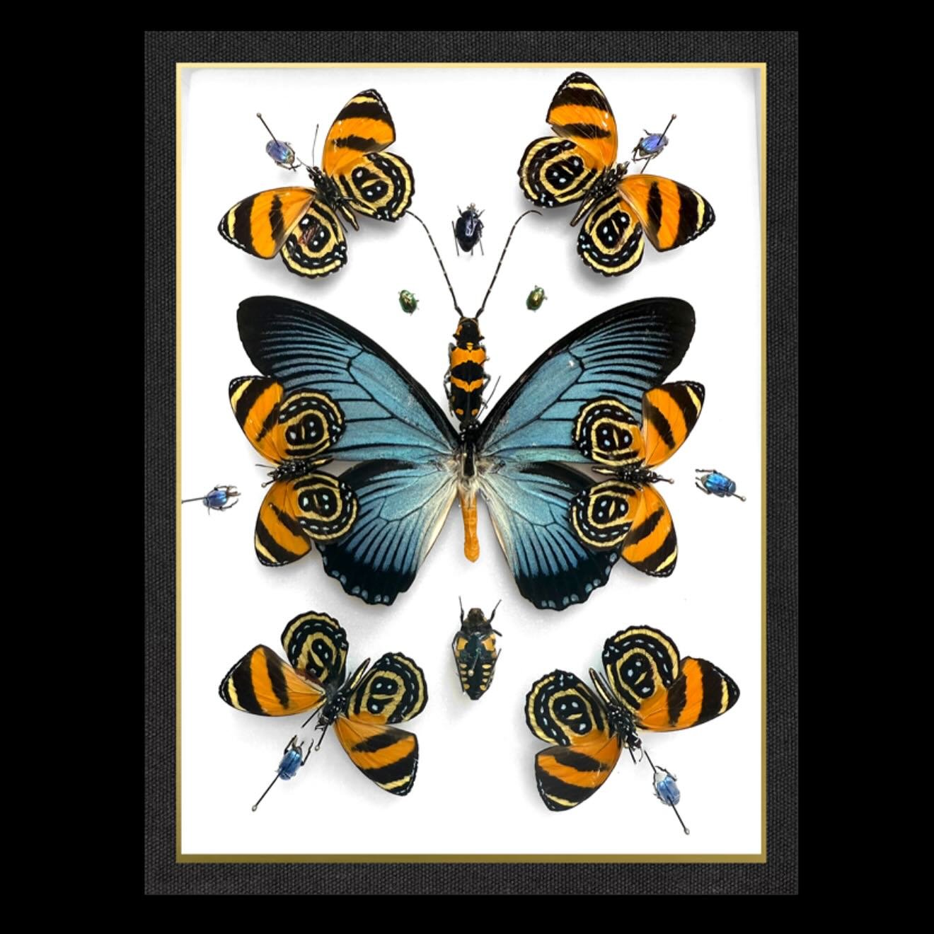 The Papilio zalmoxis, with its blue luminescent wings and yellow abdomen, is as breathtaking as its name is full of history and symbolism. Named after Zalmoxis, the supreme deity of the Dacians in ancient Greece, and a disciple then slave of Pythagor