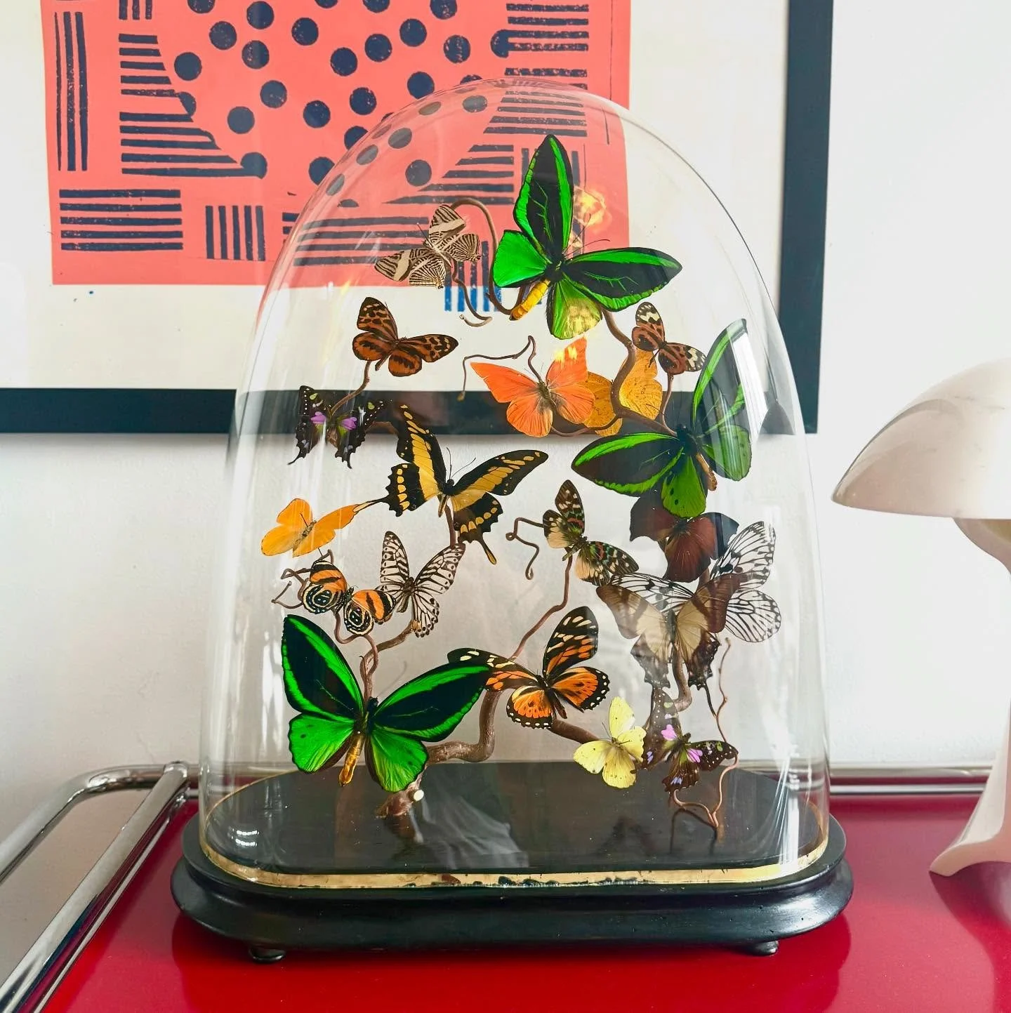 Three emerald green Priamus butterflies rest on a contorted hazel branch, surrounded by a flurry of warm yellow, burnt orange, and polka-dotted wings. Encased in a 19th-century mouthblown dome, this diorama is a balance between color, pattern and mov