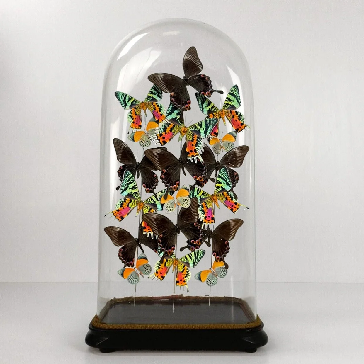 A 19th century glass dome filled with Malagasy sunset moths, dotted glories and swallowtails. I ended up pinning all three butterflies on the &ldquo;verso&rdquo;, meaning with their underside showing. The swallowtail are a sparkly green and turquoise