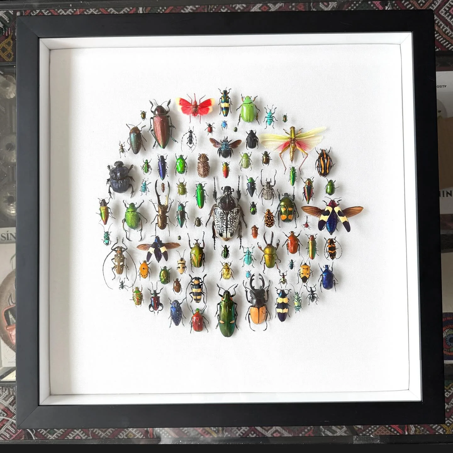 A few new specimens that I haven&rsquo;t used before in this constellation of beetles. Pinned on a linen canvas backing.

#coleoptera #insects #harlequin #jewelbeetle #goliathus #chrysinaresplendens #polybothris #kaleidoscope #bugs #butterfly #taxide