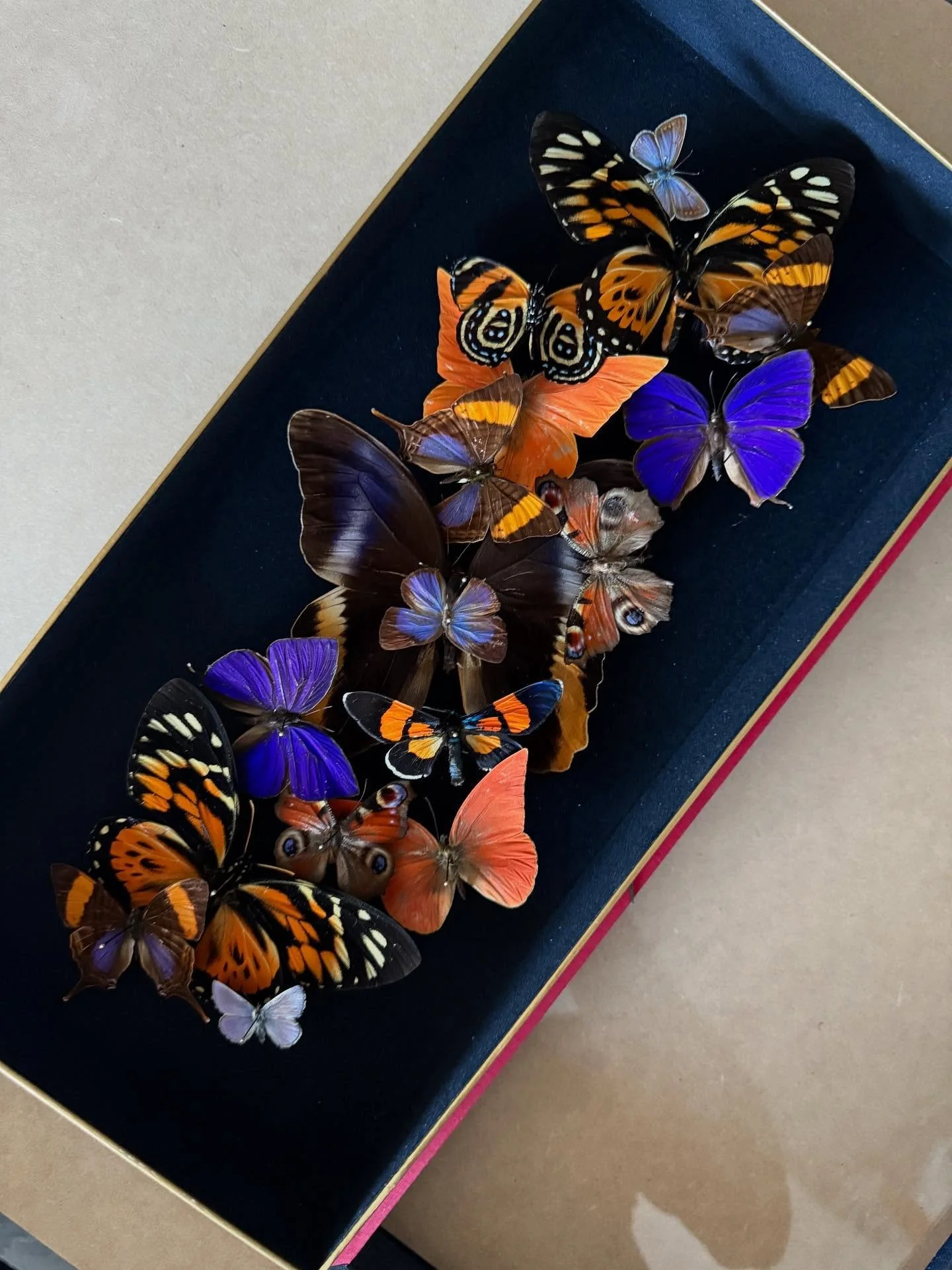 Velvety purples, lilacs, and fiery oranges come together effortlessly in this butterfly shadow box composition.

&mdash;

#ButterflyArt #NaturalHistoryArt #EntomologyArt #ButterflyCollection #NatureInArt #InsectArt #CabinetOfCuriosities #ShadowBoxArt