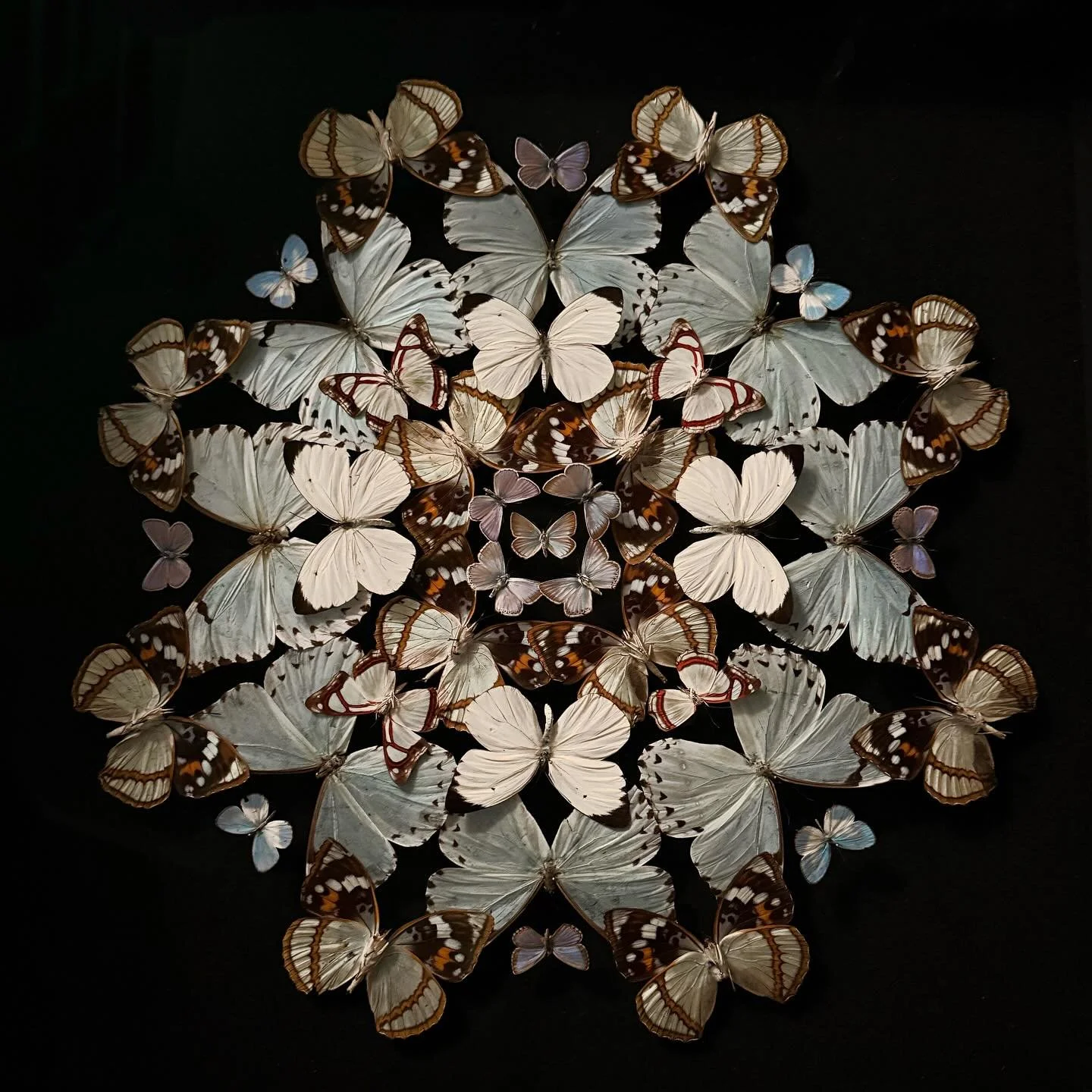 A mandala of butterflies in soft lilac hues and mosaic patterns in a large display case

&mdash;

#insects #butterflies #morpho #hoplia #notredame #coleoptera #jewelbeetle #ornithopterapriamus #bugs #butterflies #butterfly #taxidermy #bupestridae #be