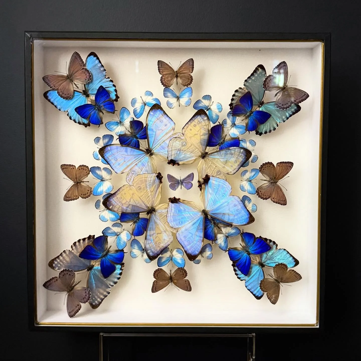 A mosaic of mother of pearl shimmers and metallic blues in a large square display case

&mdash;

#insects #butterflies #morpho #hoplia #notredame #coleoptera #jewelbeetle #ornithopterapriamus #bugs #butterflies #butterfly #taxidermy #bupestridae #bee