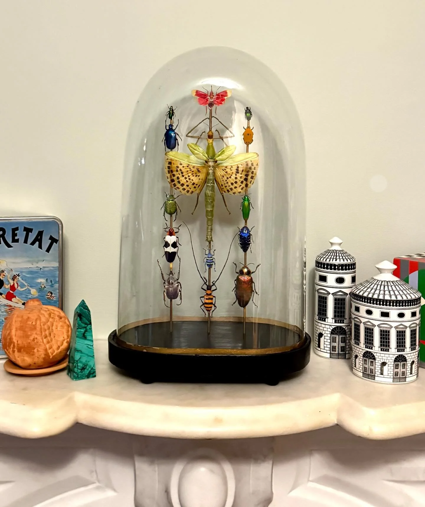 Some jewel beetles and scarabs fitting like a Tetris grid around a large stick insect with its wings spread

&mdash;

#coleoptera #insects #harlequin #jewelbeetle #goliathus #chrysinaresplendens #polybothris #kaleidoscope #bugs #butterfly #taxidermy 