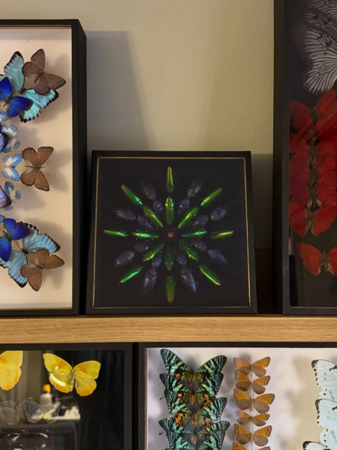 A ripple of jewel beetles in tones of amethyst and emeralds, arranged in a black velvet backed display case 💚 💜

&mdash;

#prayingmantis #insects #coleoptera #jewelbeetle #stagbeetle #bugs #butterflies #butterfly #moths #moth #insecttaxidermy #taxi