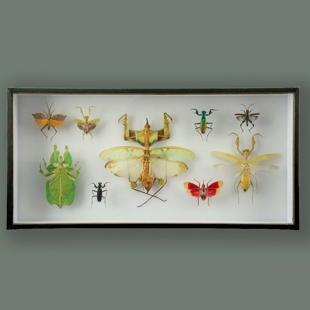 Tiny aliens 👾 

&mdash;

#prayingmantis #insects #coleoptera #leadinsect #stagbeetle #bugs #butterflies #butterfly #moths #moth #insecttaxidermy #taxidermy #taxidermyart #artist #beetle #beetles #bugart #entomology #lunamoth #luna #insectcollection 