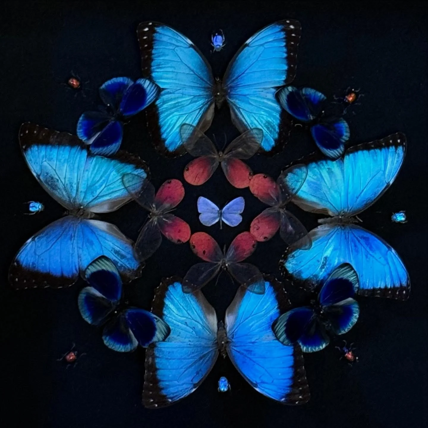 A close up of a mandala of blues and embers &mdash; Morpho wings radiating outward, anchored by tiny flashes of beetle iridescence.

&mdash;

#butterflyart #butterflycollection #lepidoptera #morphobutterfly #natureinspiredart
#insectart #colorandform